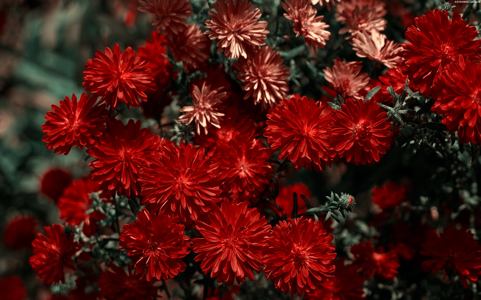 Фото бесплатно хризантемы, лепестки, бордовые