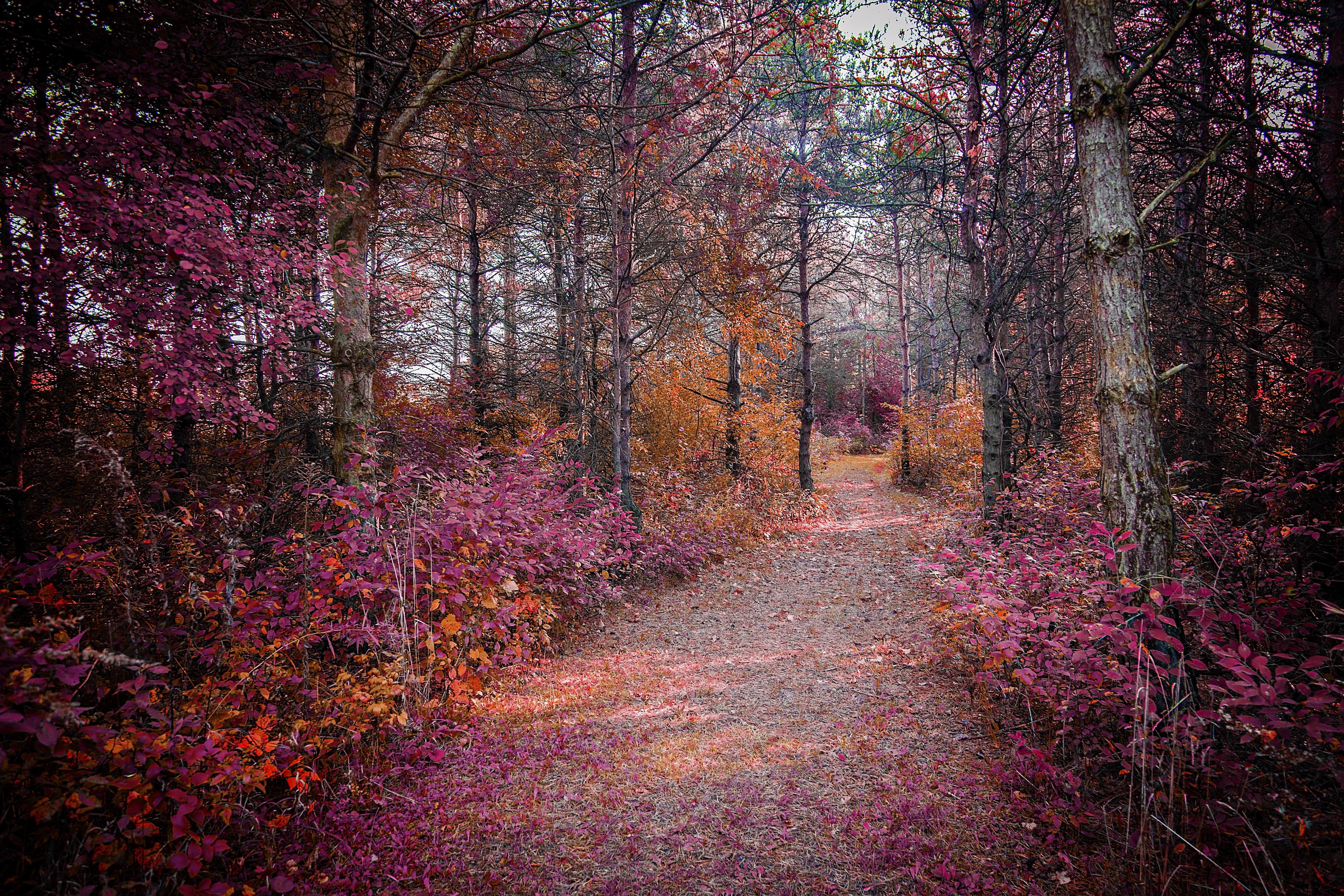 Обои осенние листья дорога по лесу осень на рабочий стол