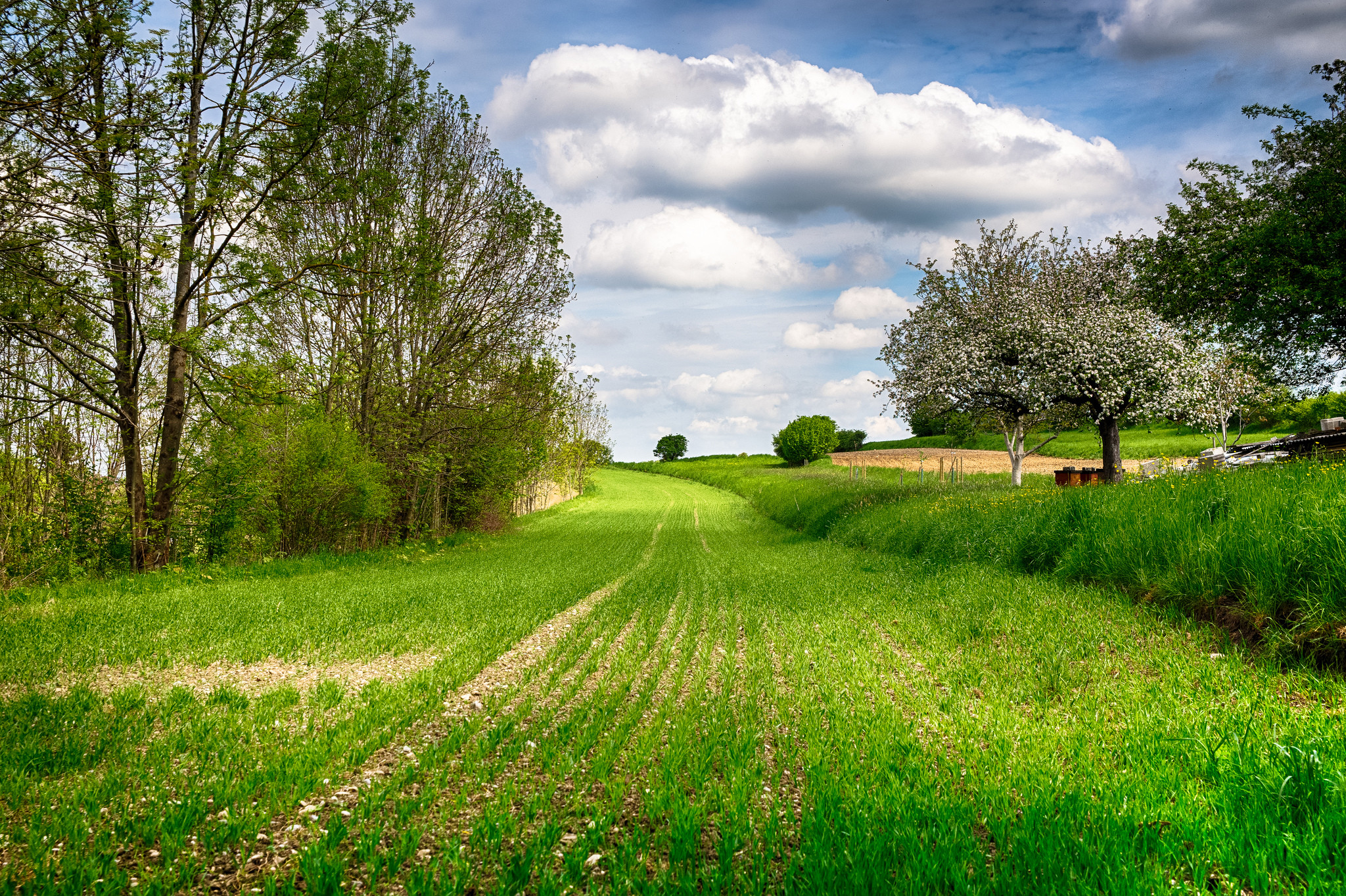 Photo free landscapes, green grass, green foliage