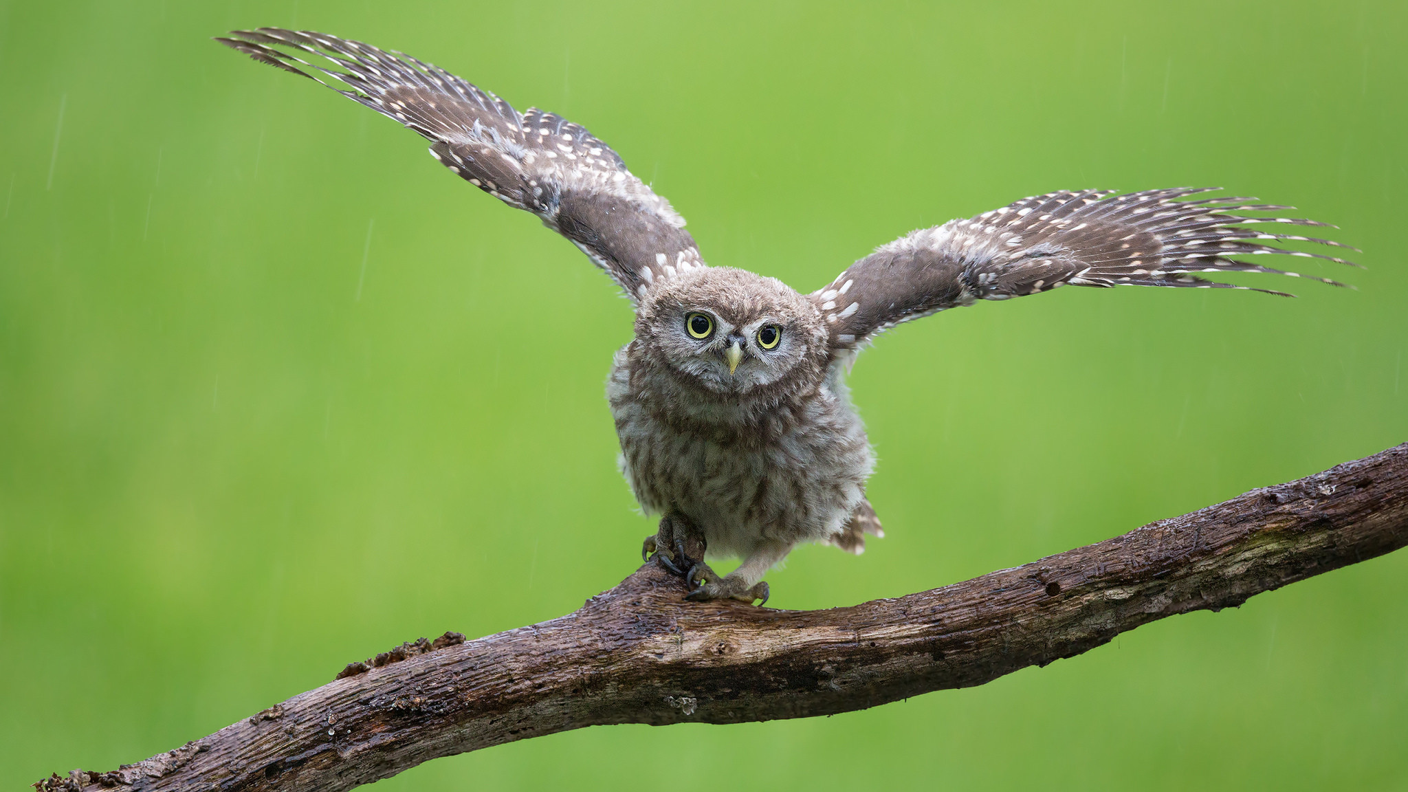 Wallpapers bird owl predator on the desktop