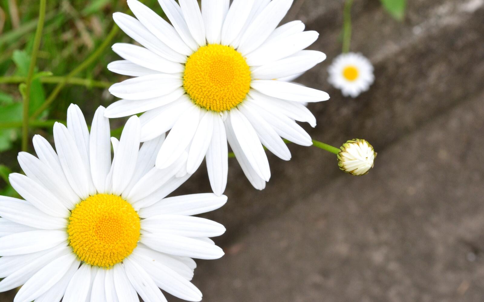 Wallpapers green daisies white on the desktop