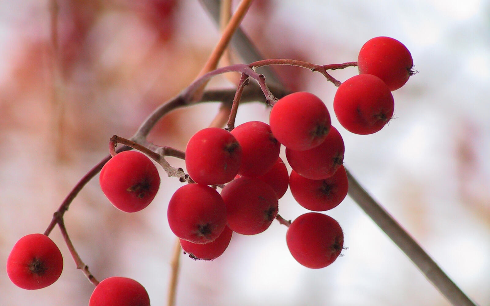 Wallpapers mountain ash berries red on the desktop