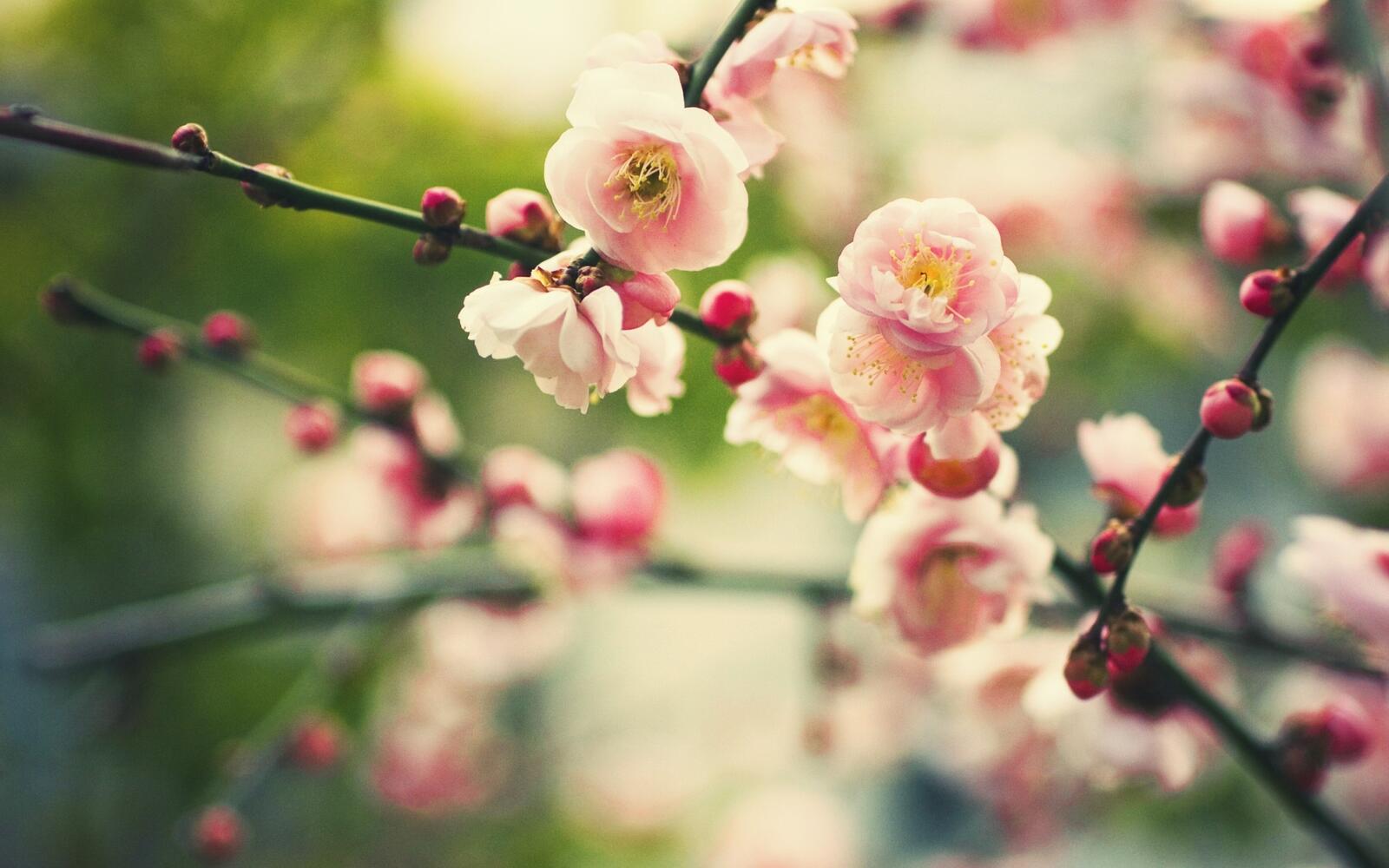 Wallpapers nature bloom branches on the desktop