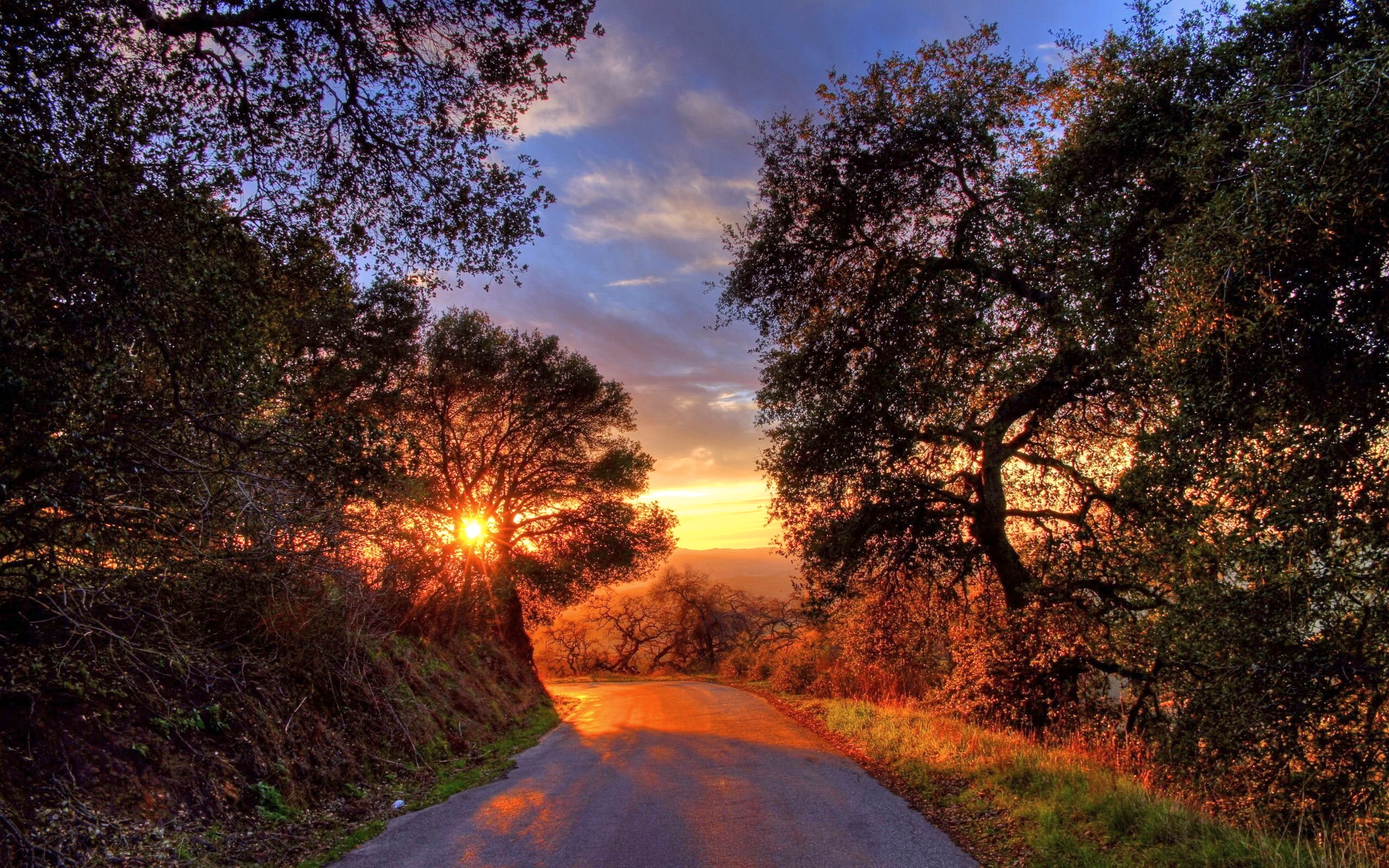 Фото бесплатно дорога, деревья, солнце
