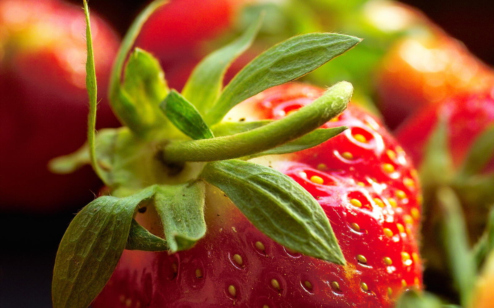 桌面上的壁纸草莓 莓果 树叶