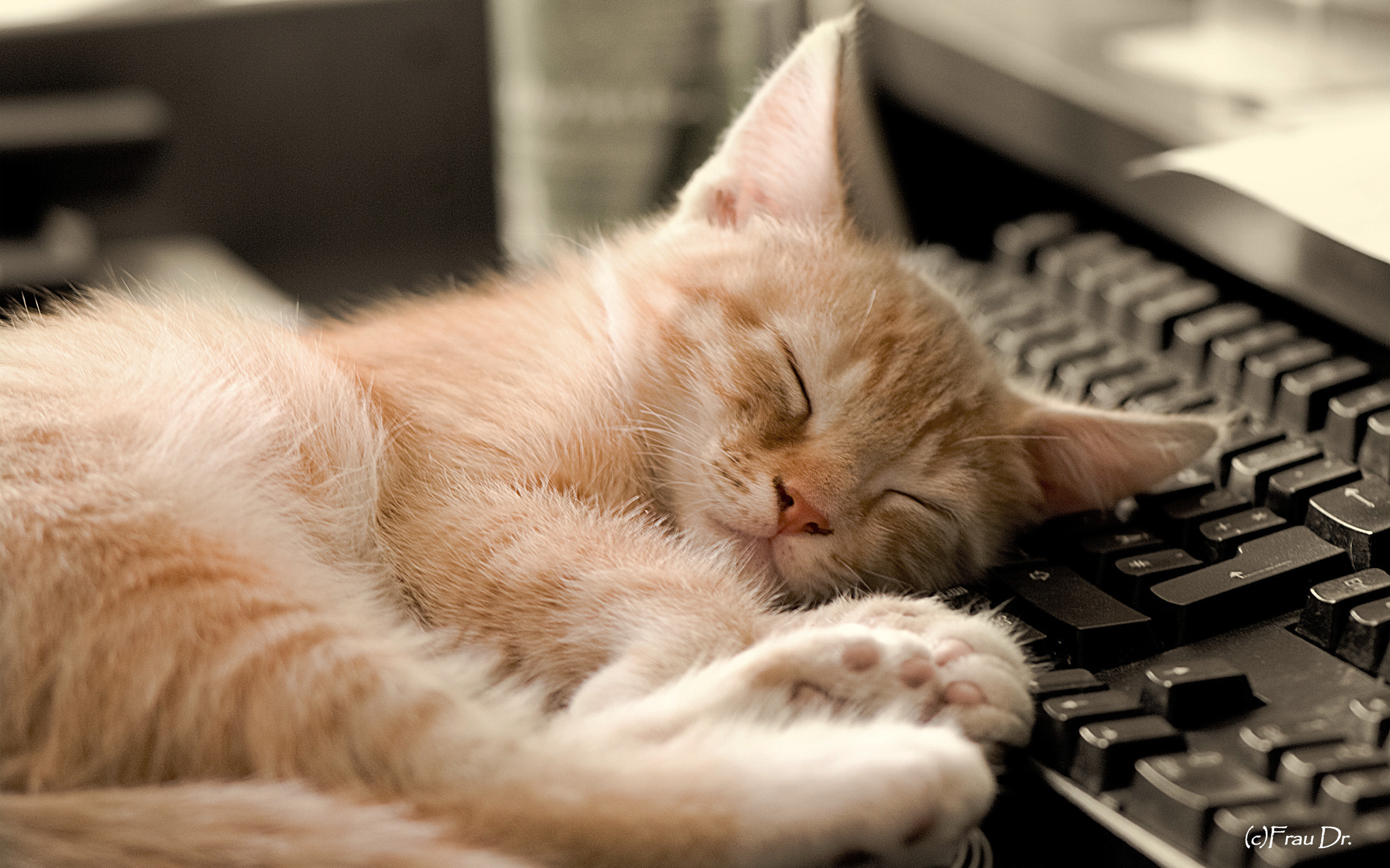 Free photo A little ginger kitten fell asleep on a computer keyboard