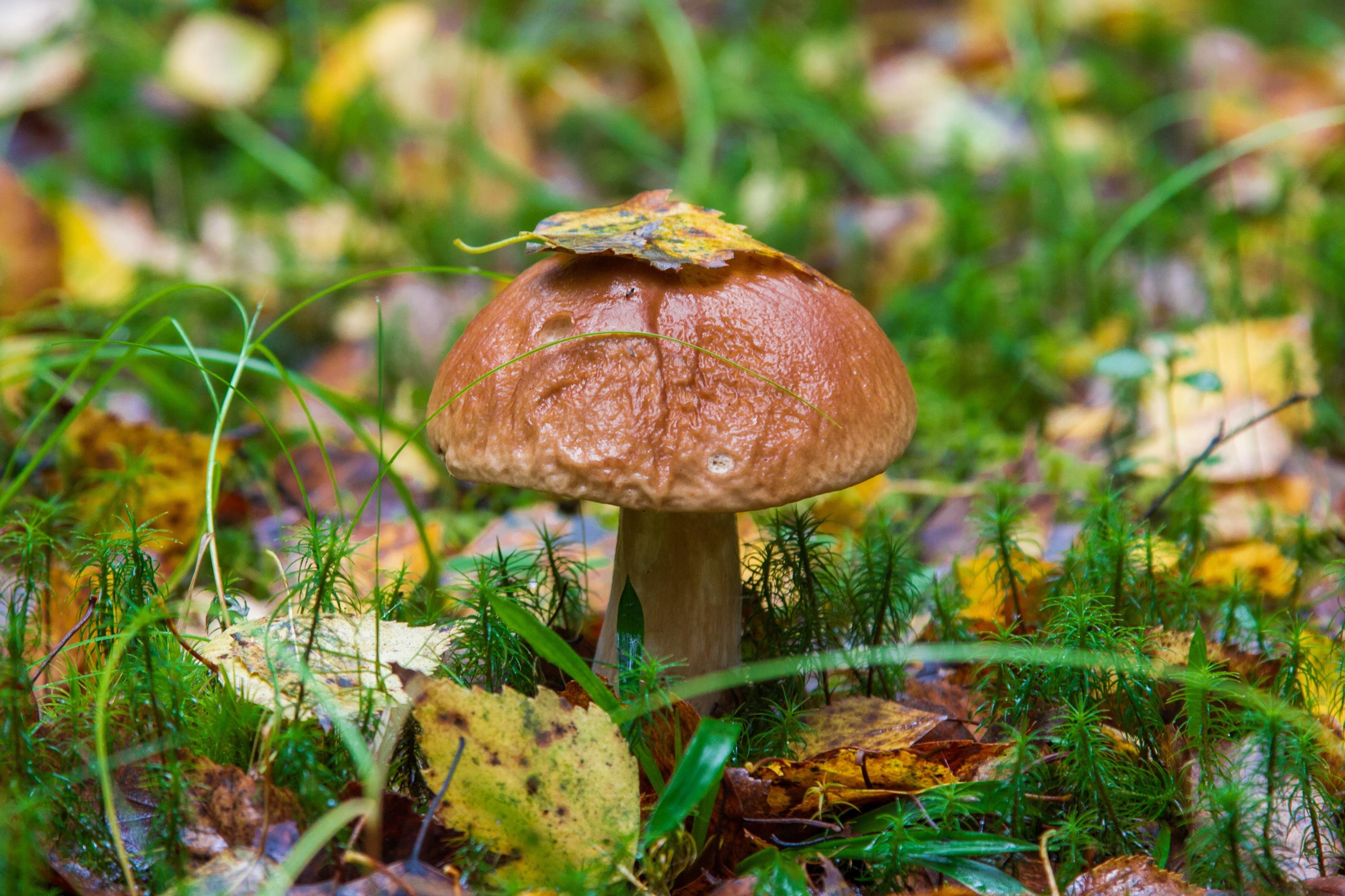 природа гриб осень листья скачать