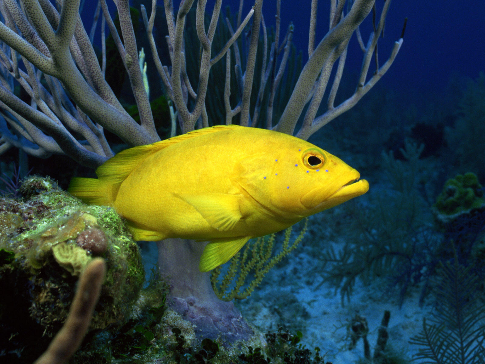 Обои рыбы кораллы желтый на рабочий стол