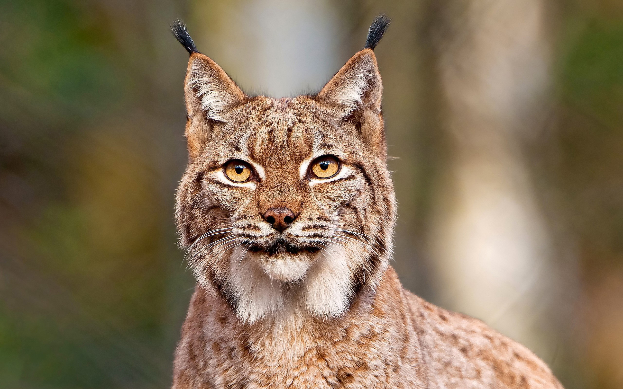 Wallpapers lynx beast cat on the desktop