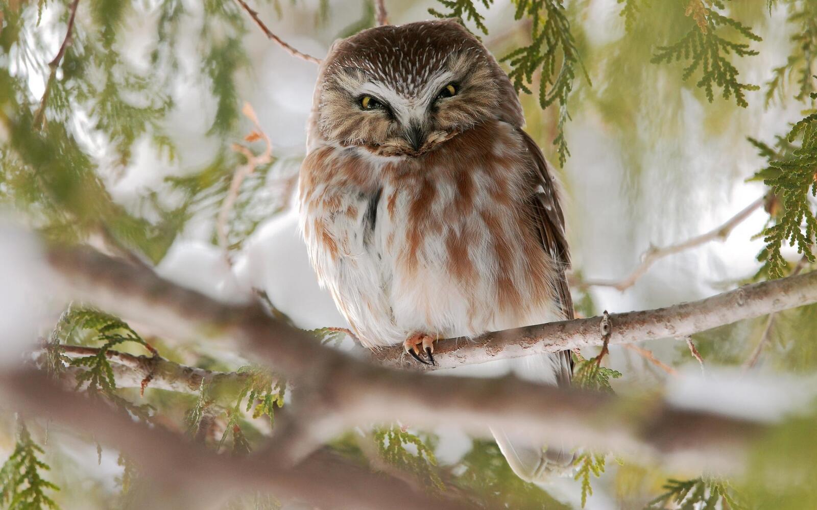 Wallpapers owl branch face on the desktop