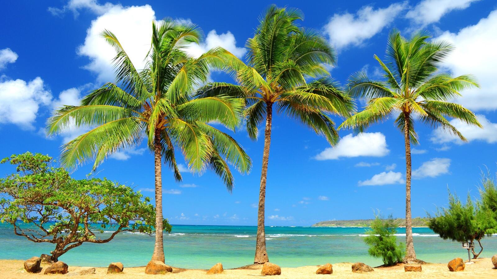 Обои пальмы пейзажи пляж на рабочий стол