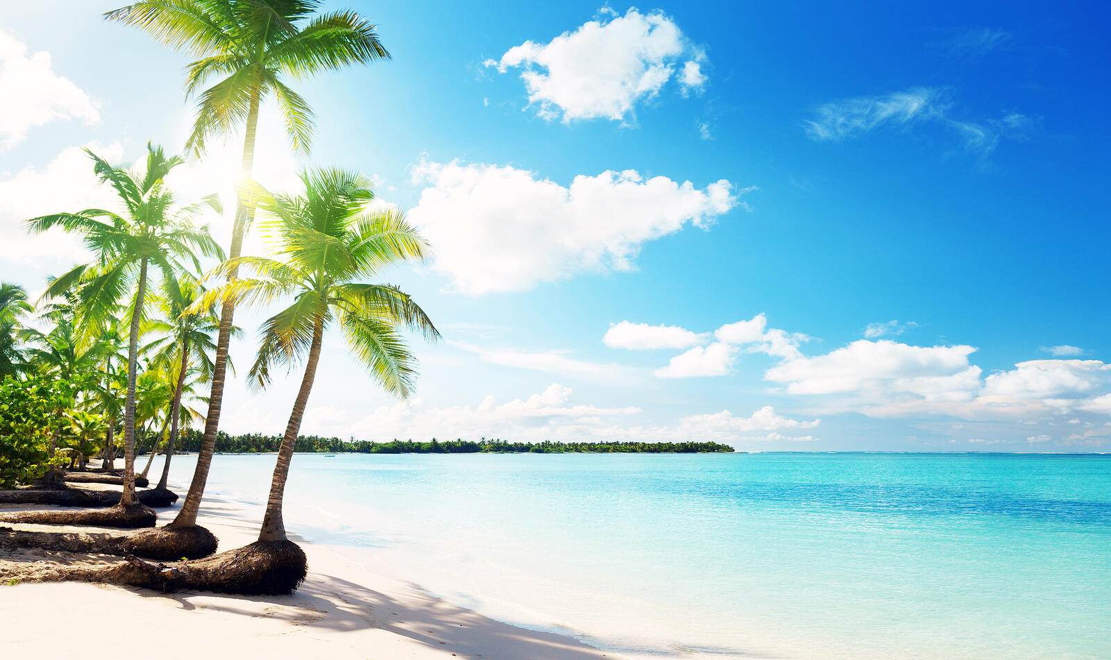 Wallpapers tropics sunny weather palms on the desktop