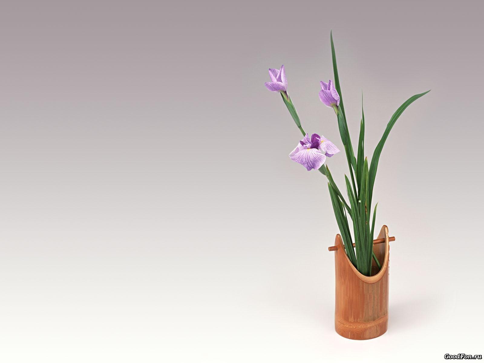 Обои цветы разные iris на рабочий стол