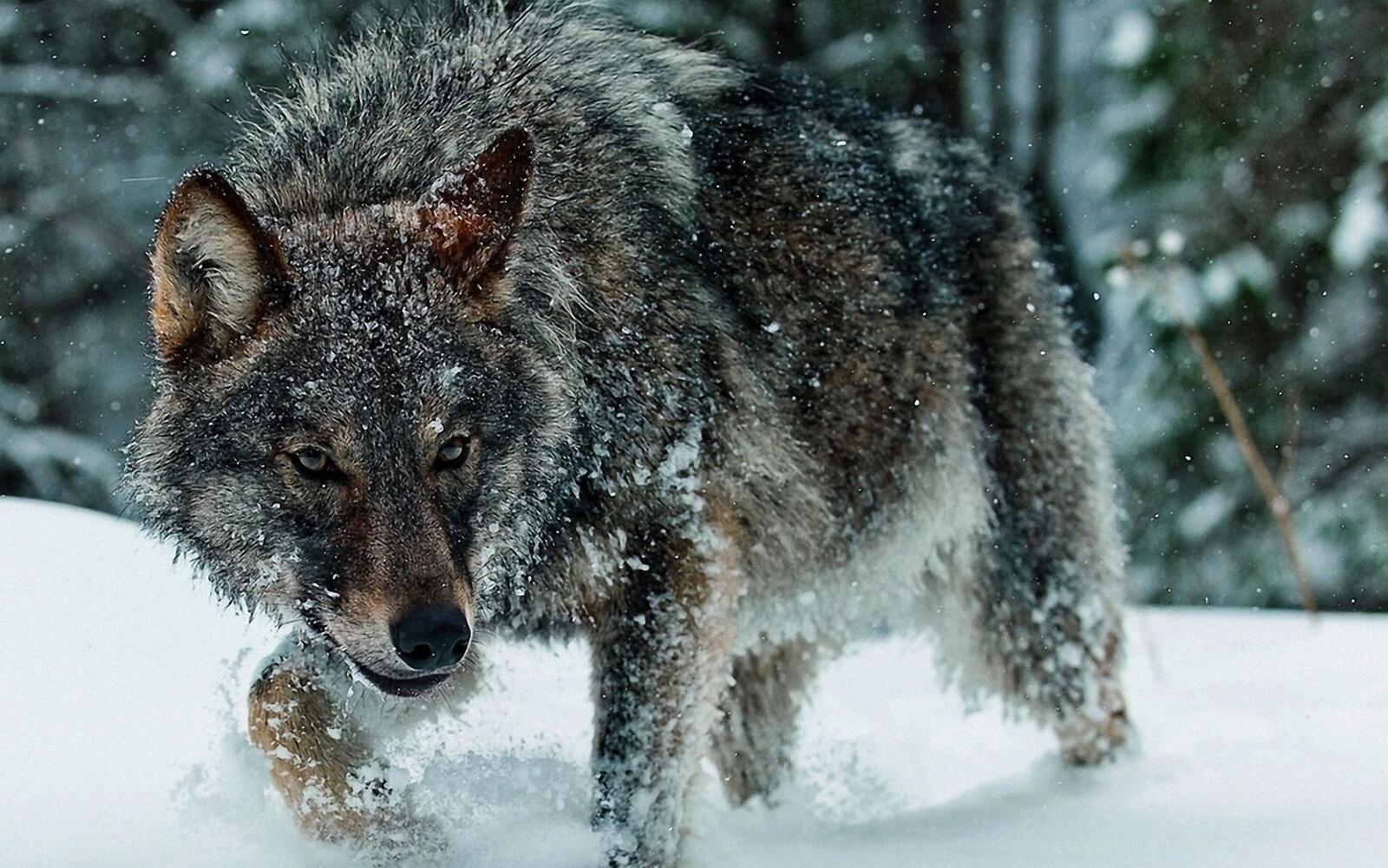 Обои волк в лесу. снег сугробы на рабочий стол