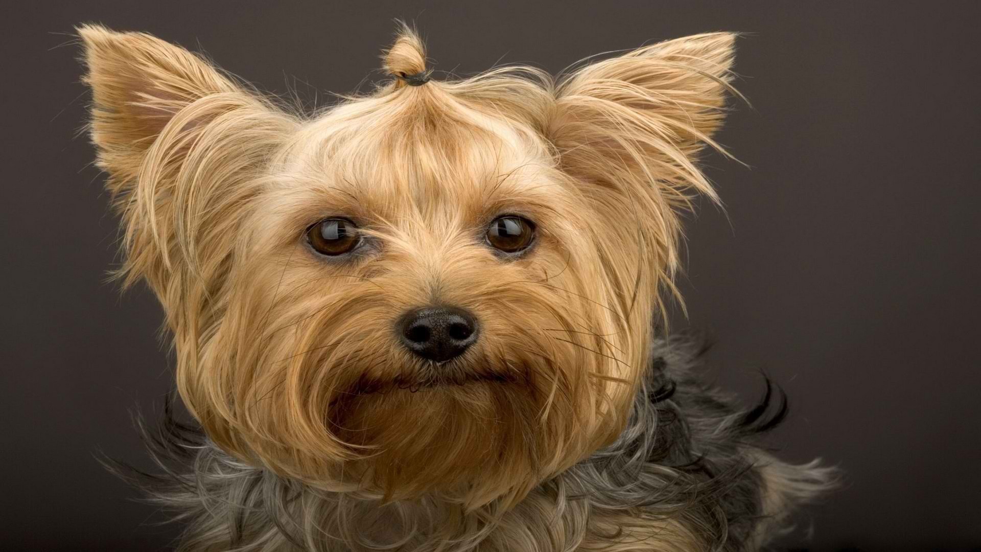 Wallpapers Yorkshire Terrier dog on the desktop
