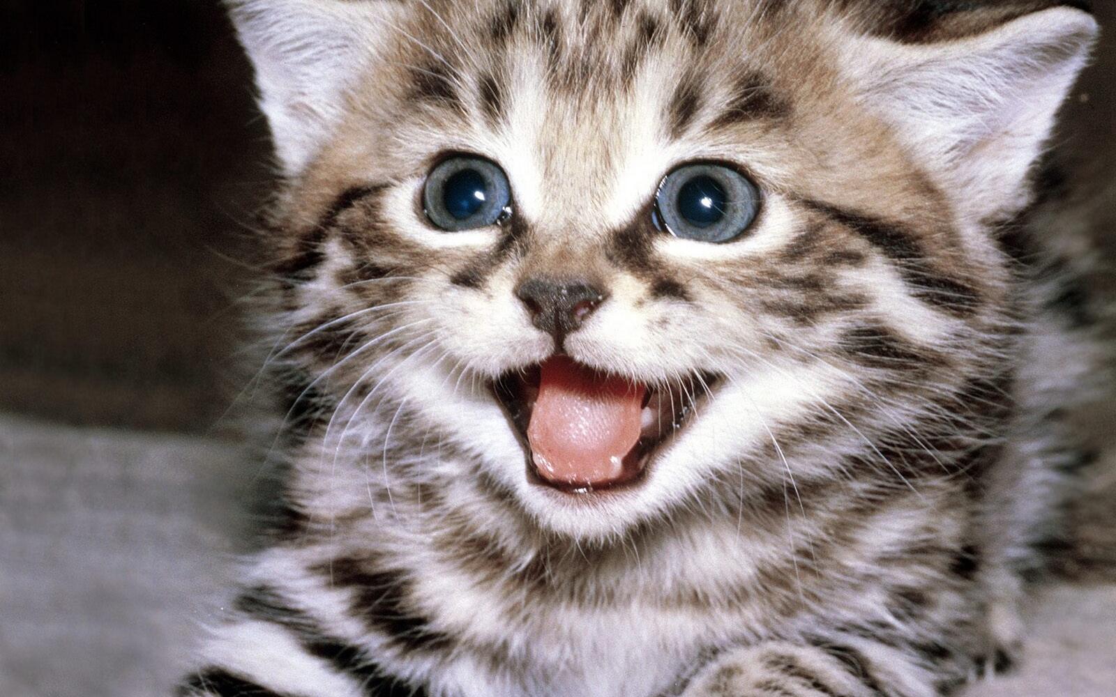 Wallpapers grin tongue kitten on the desktop