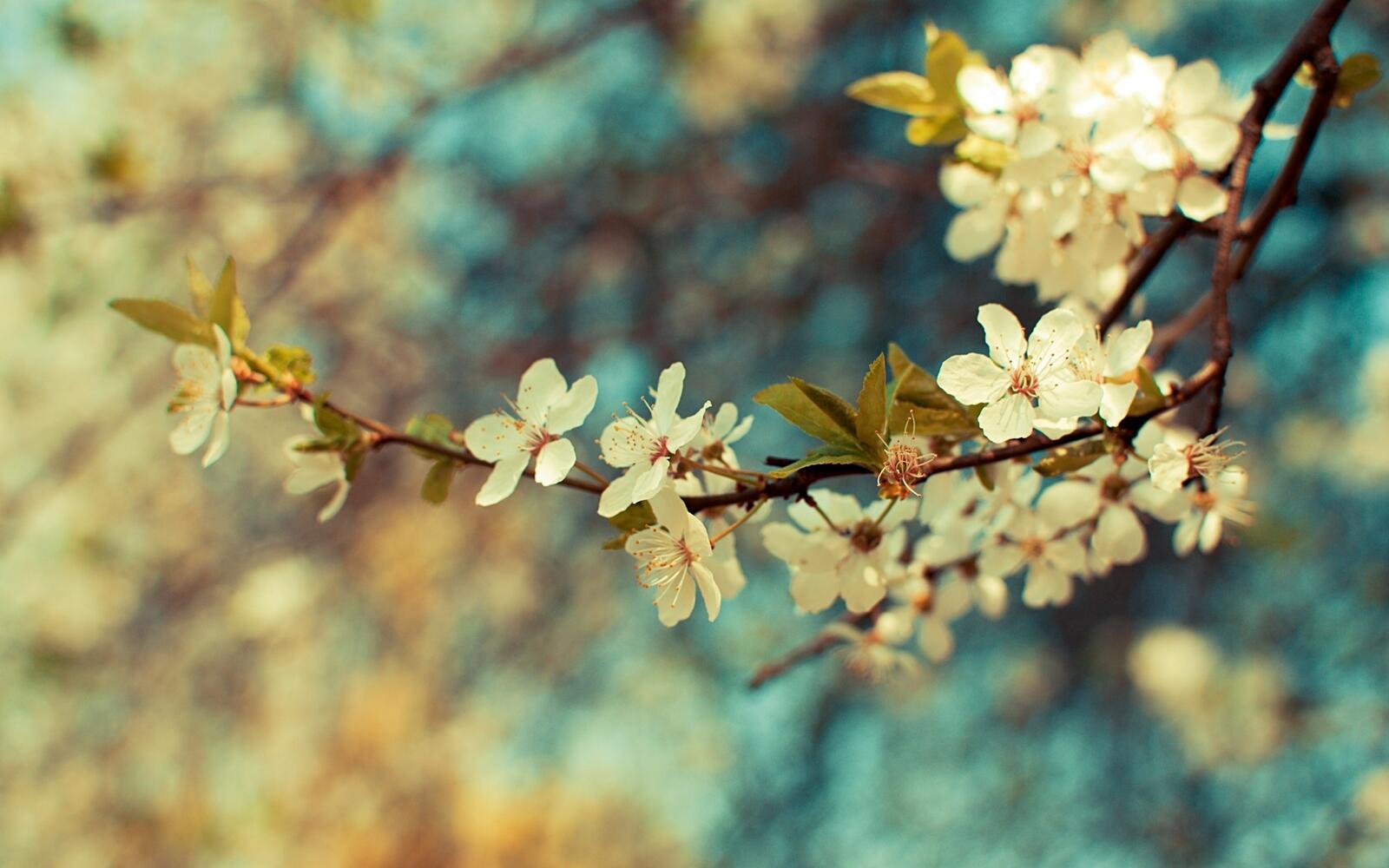免费照片树枝上的小白花