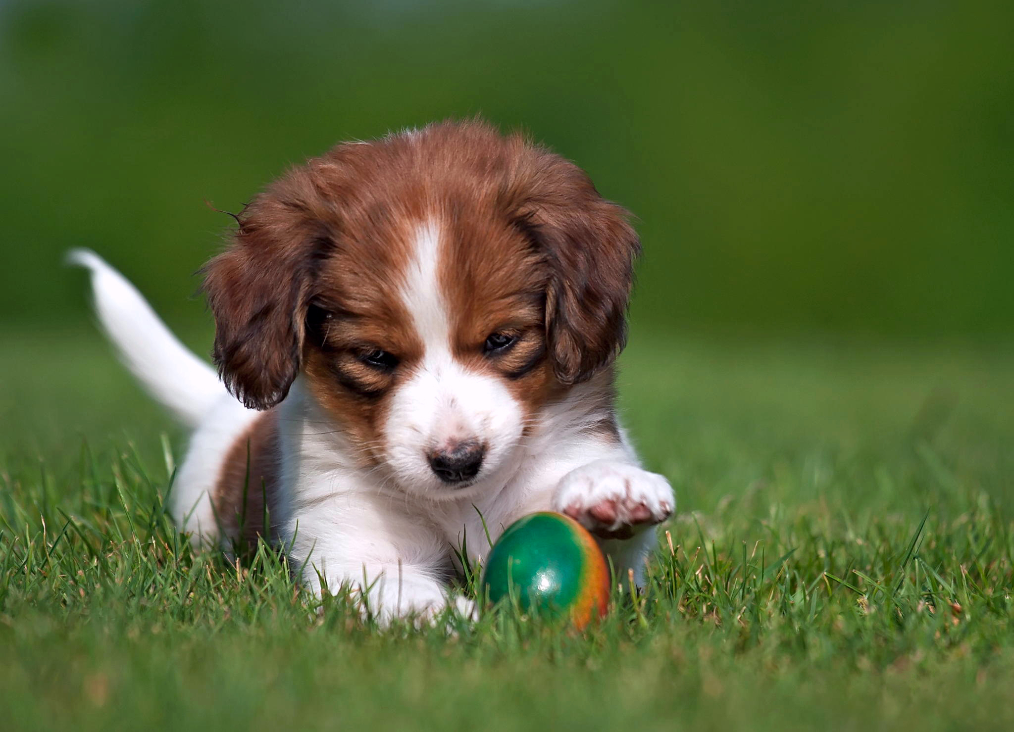 Фото бесплатно собачонок, играет, с мячом