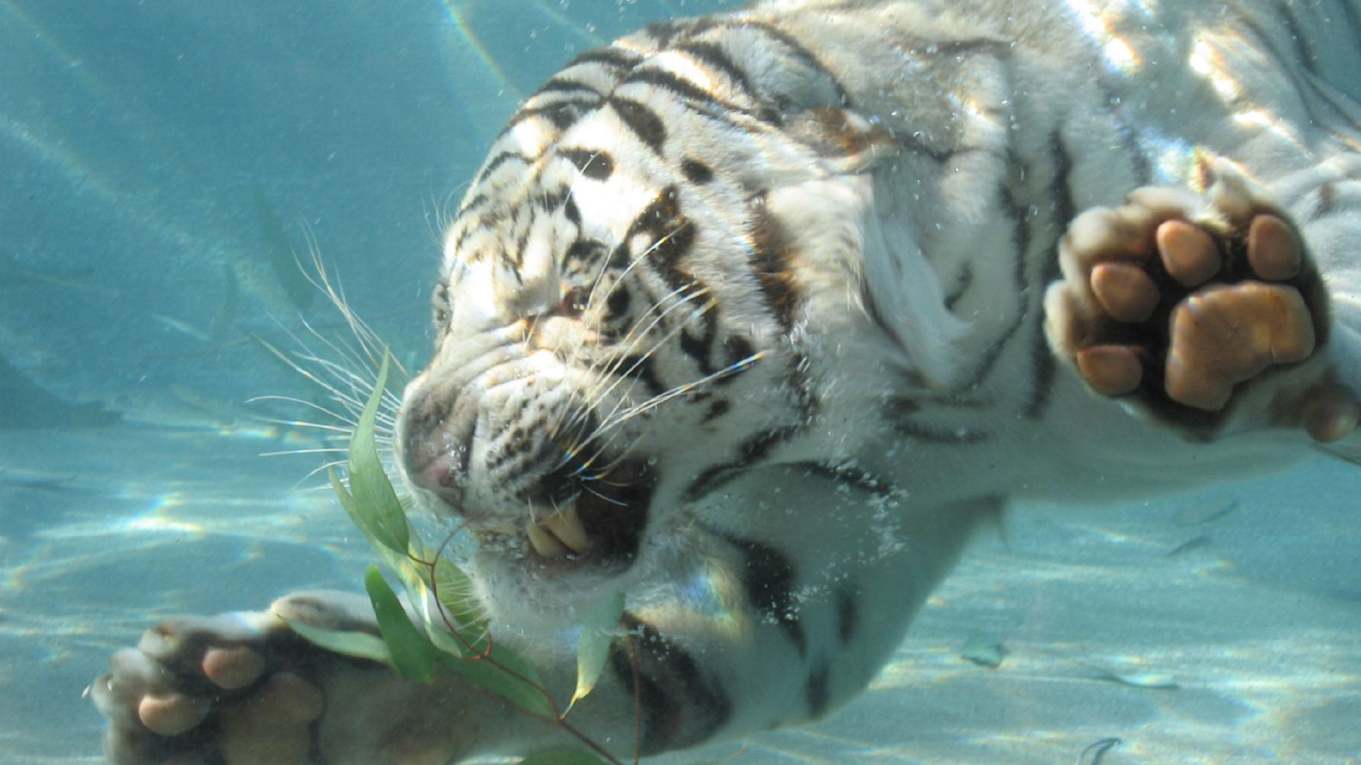 Wallpapers white tiger in the water grin on the desktop