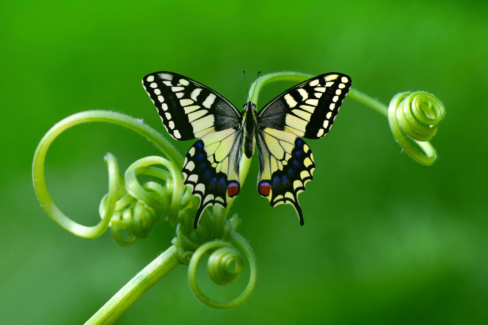 Wallpapers beautiful butterfly flower insects on the desktop