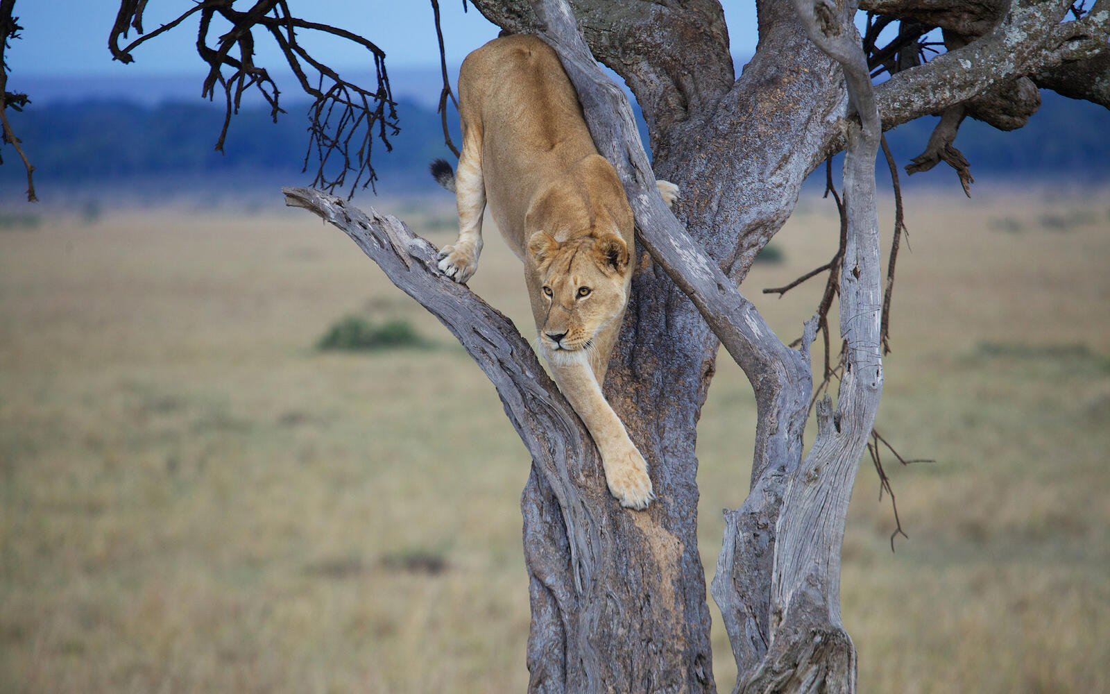Wallpapers tree dry lioness on the desktop
