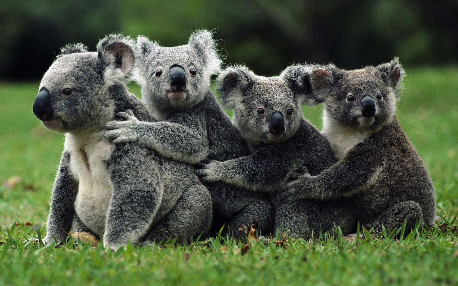 Wallpapers koala family grass on the desktop