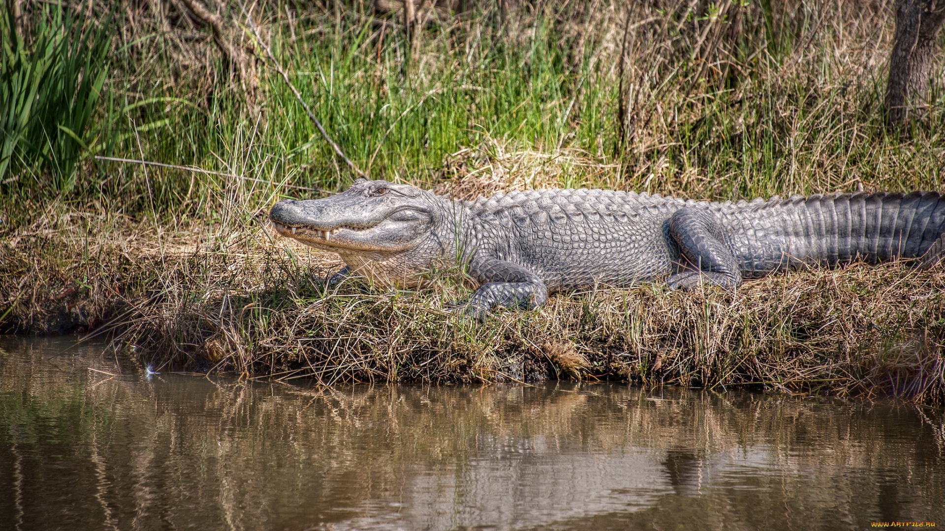 Анаконда: Нильский крокодил