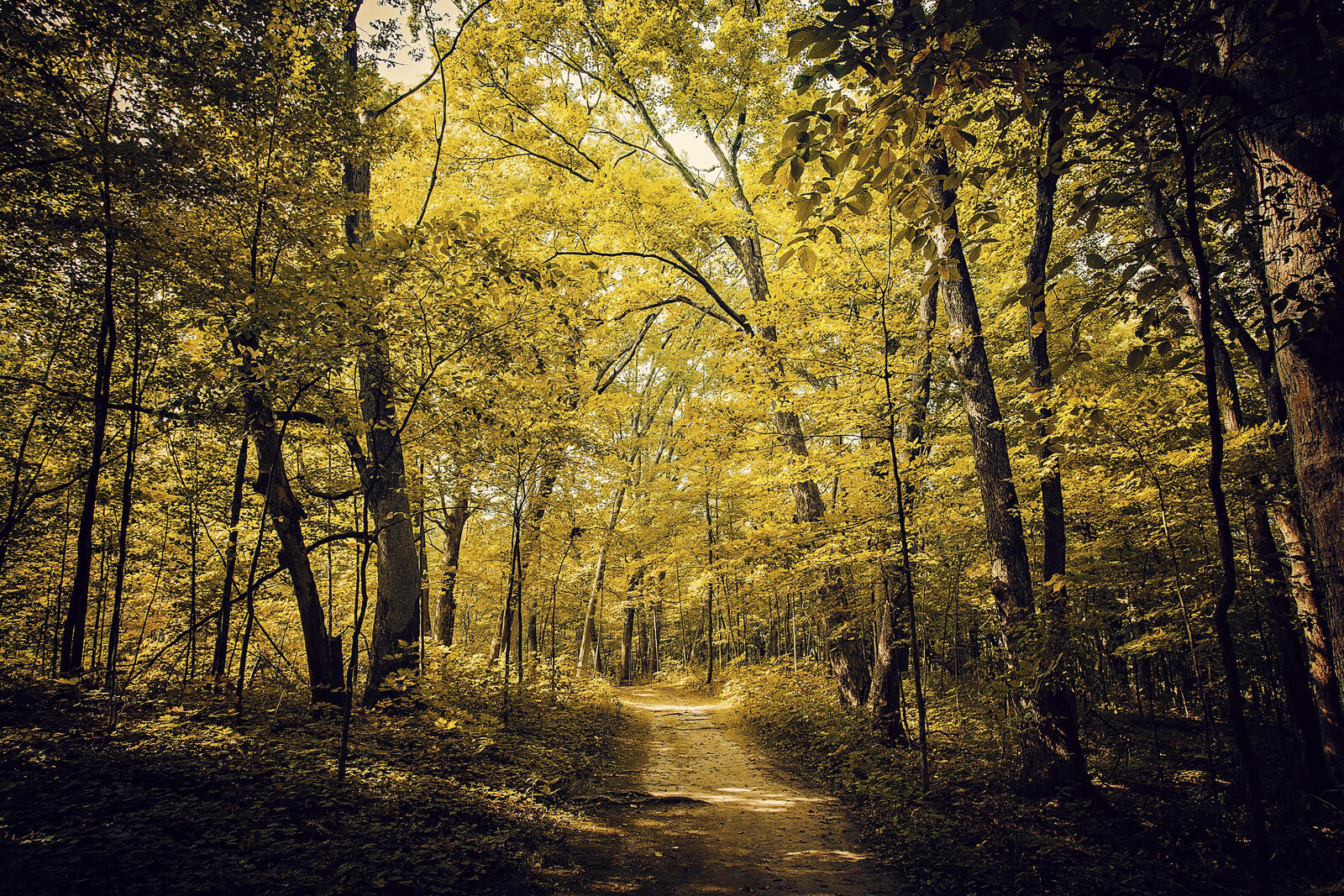 Обои дорога по лесу осенний лес осенние листья на рабочий стол