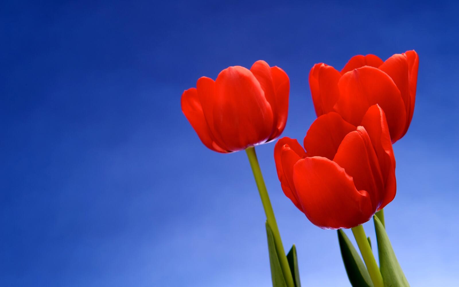 Wallpapers tulips leaves flowers on the desktop