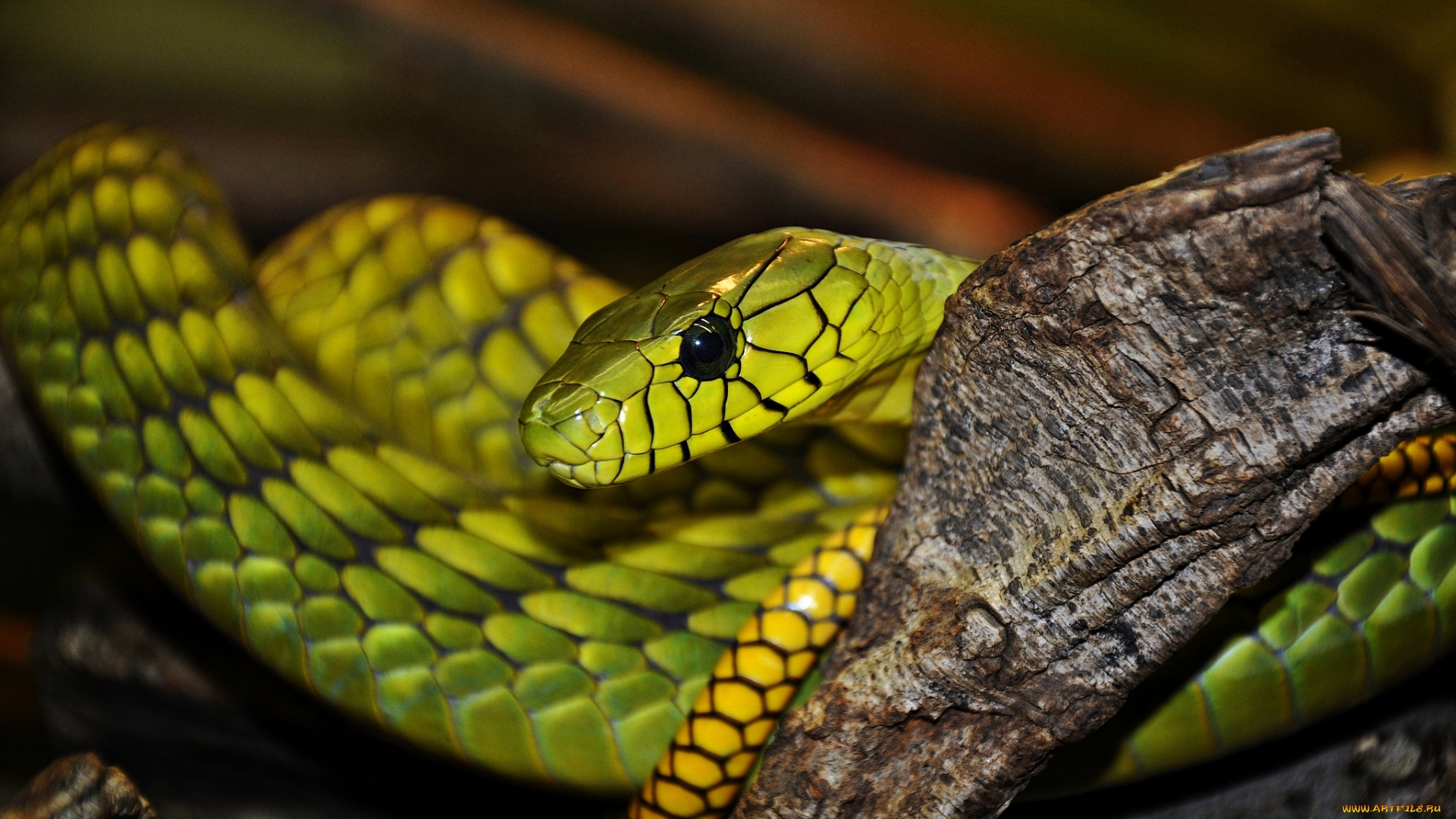 Wallpapers snake green yellow on the desktop