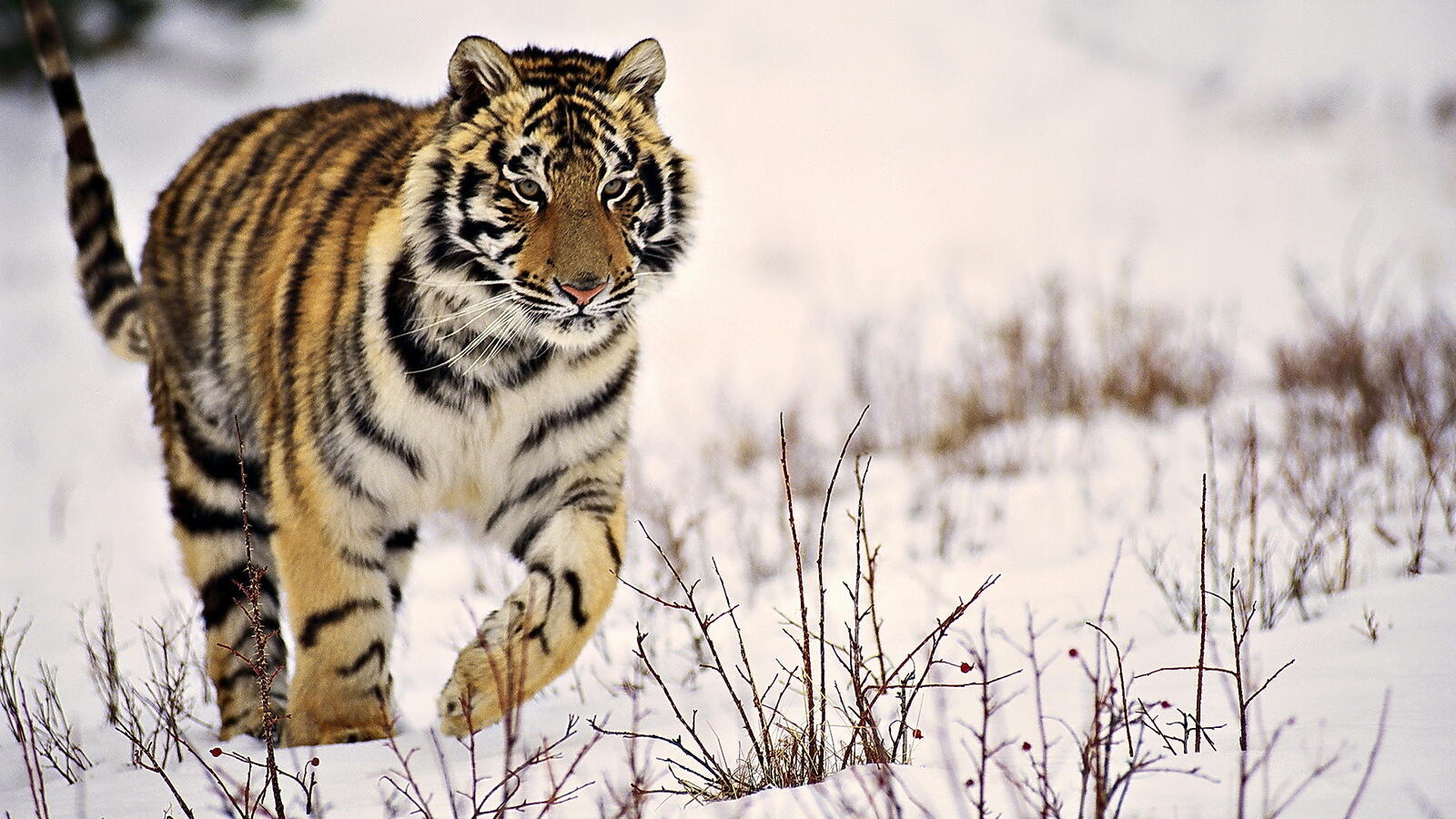 Wallpapers tiger winter snow on the desktop