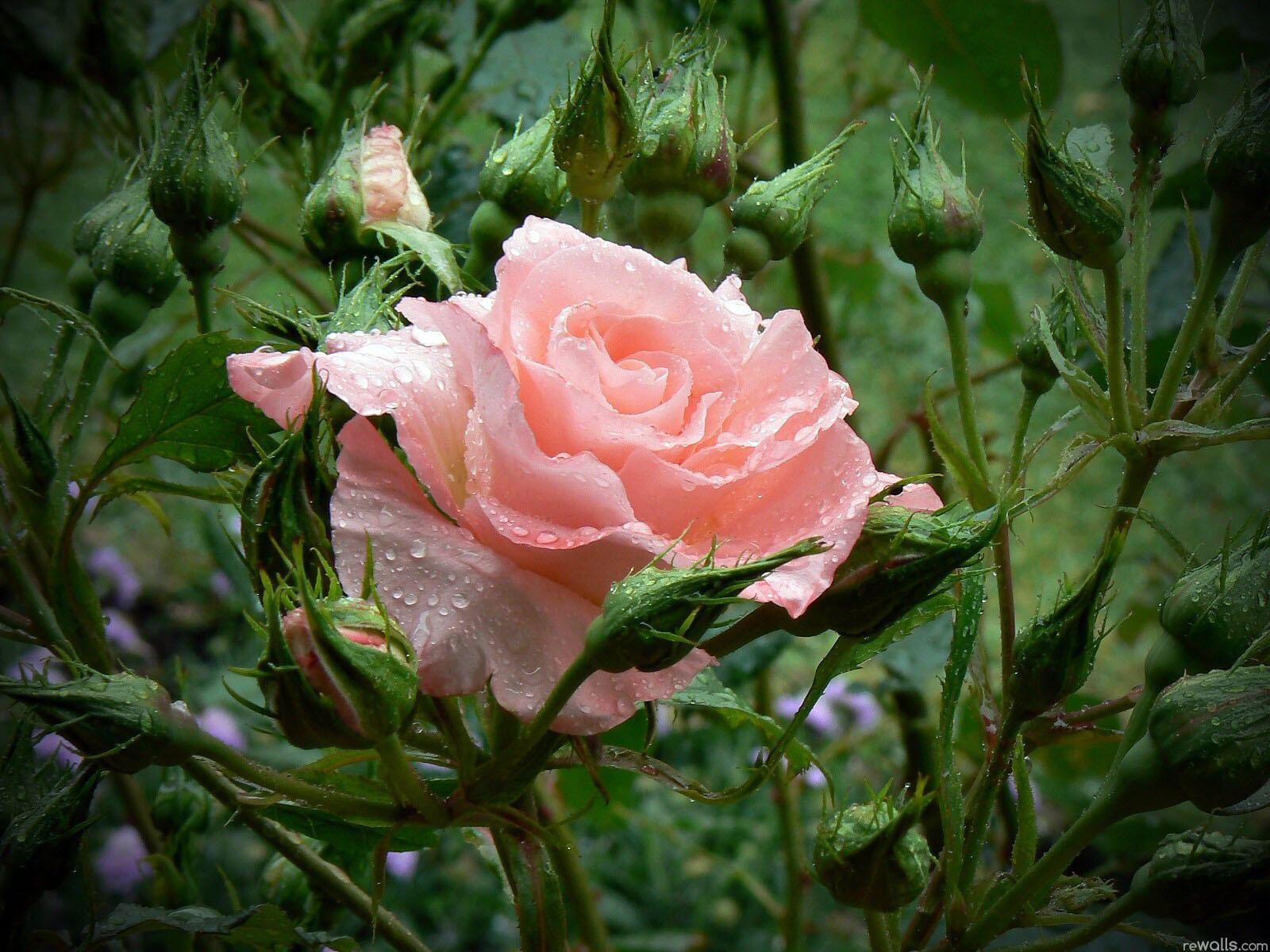 Обои троянда розова квітка на рабочий стол