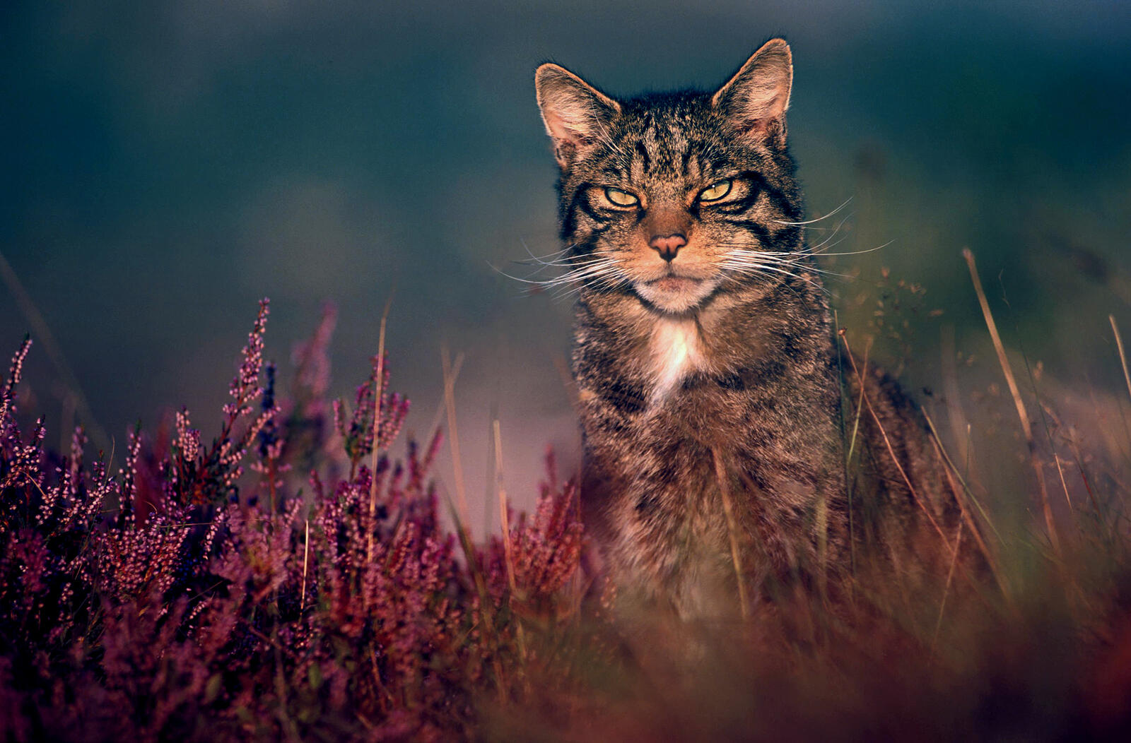 Бесплатное фото Дикий кот в траве смотрит на фотографа