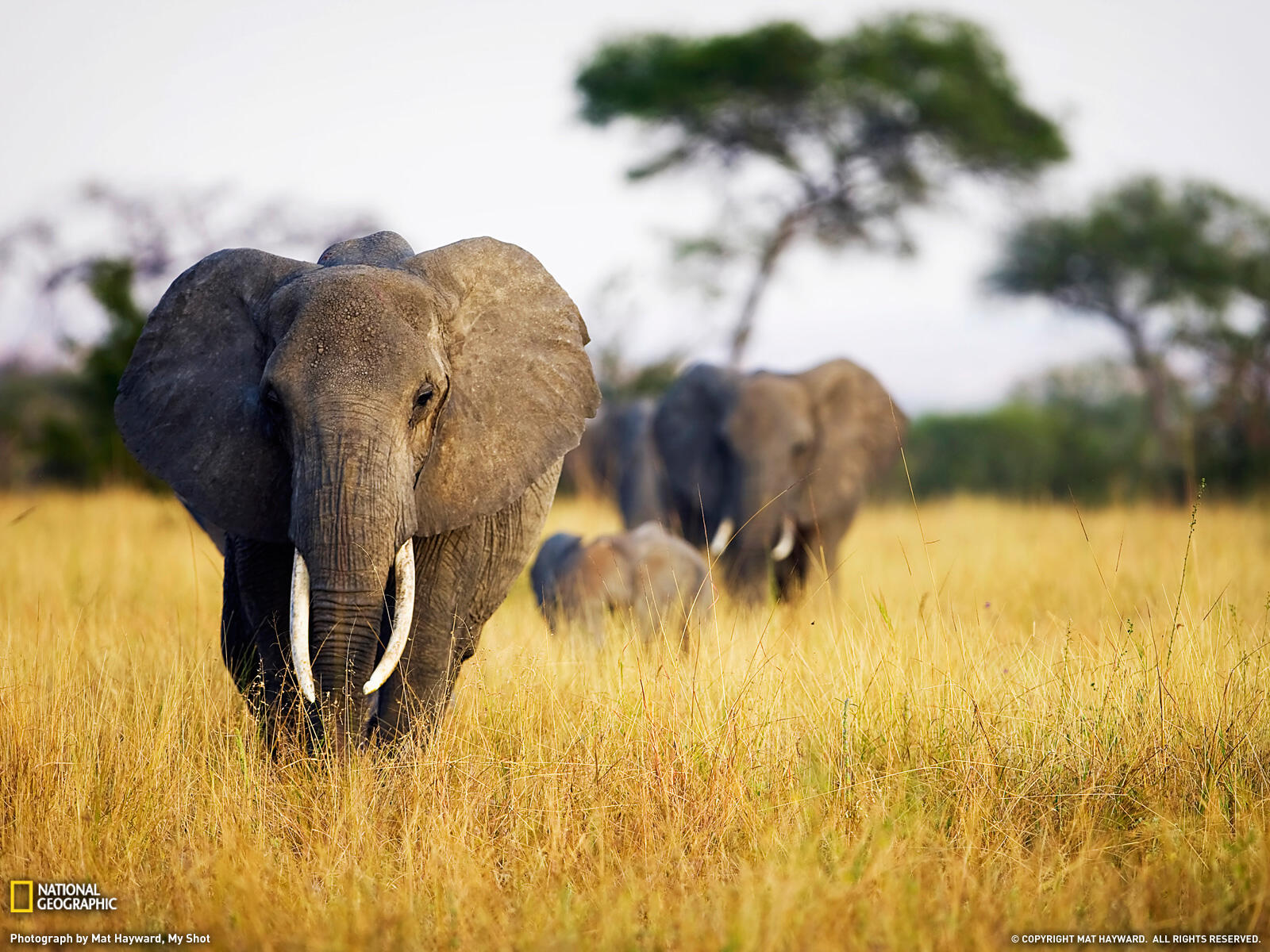 Обои слоны африка семья на рабочий стол