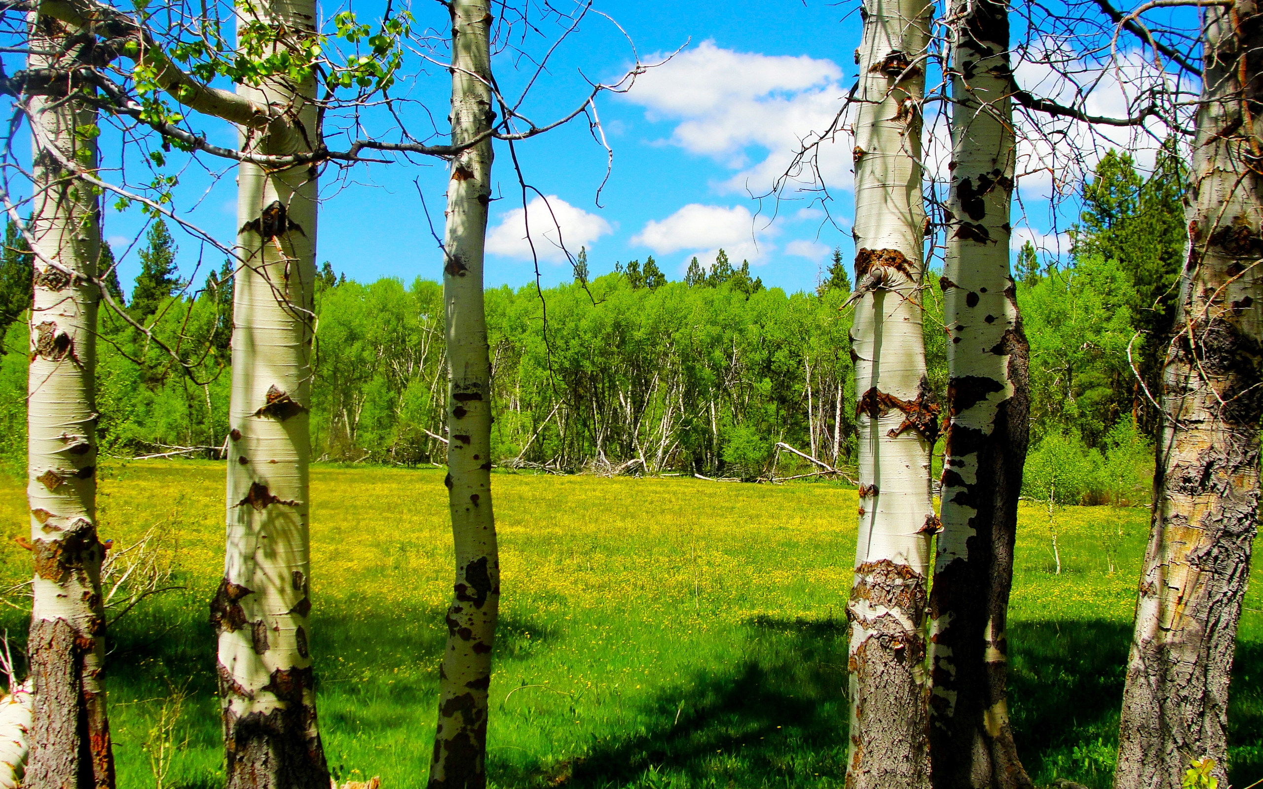 Wallpapers trees birches clearing on the desktop