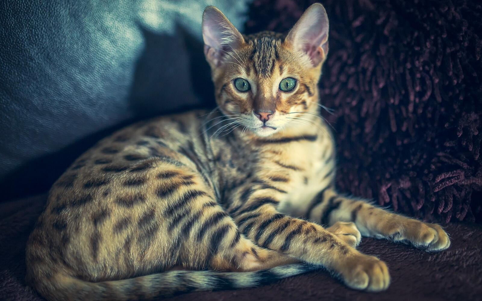 Wallpapers cat bengal color on the desktop