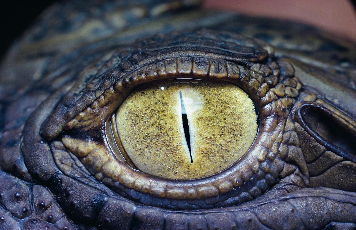 Close-up of a crocodile`s eye