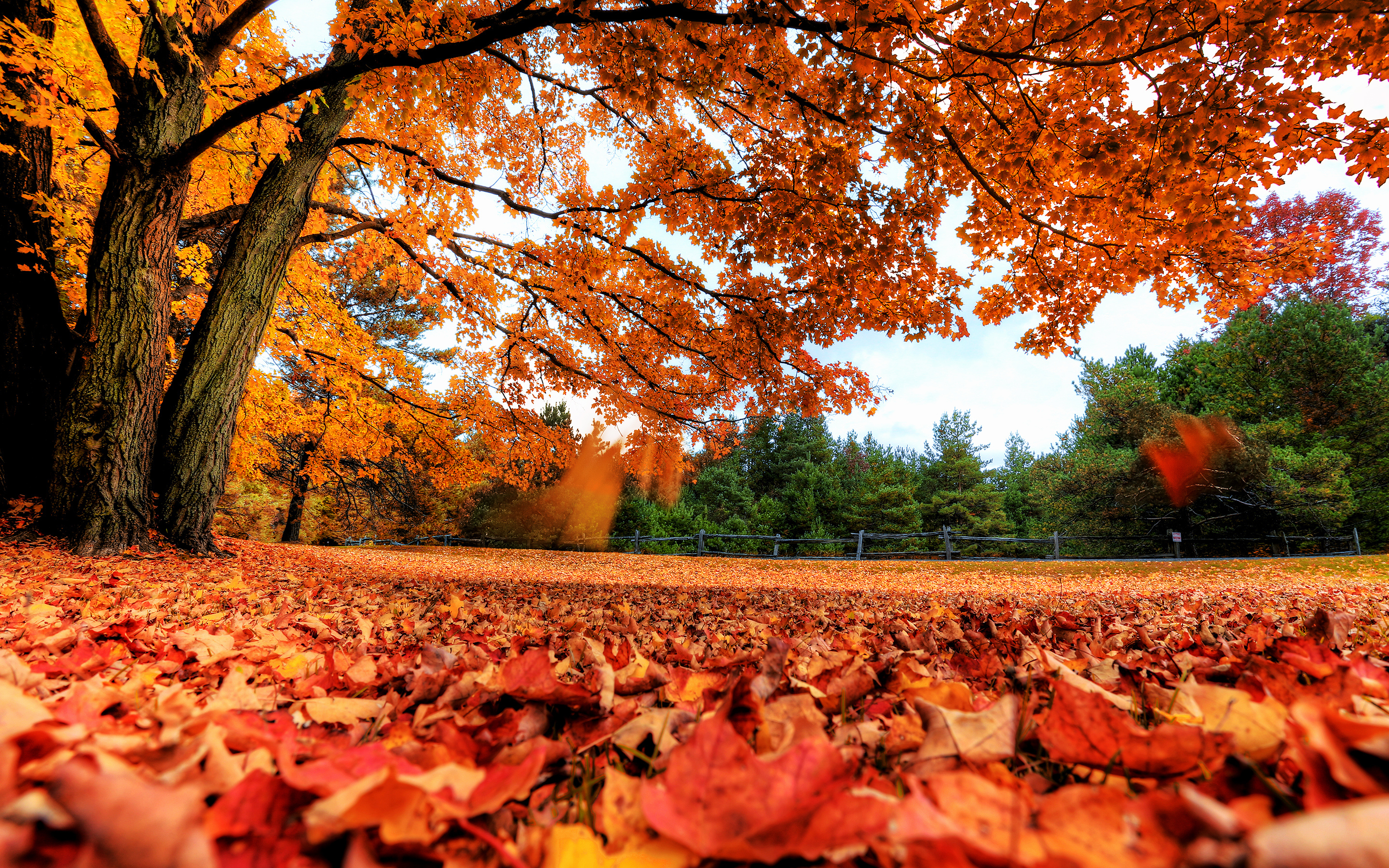 Fall used. Красивая осень. Осень фото. Осенние обои на рабочий стол. Листопад картинки.