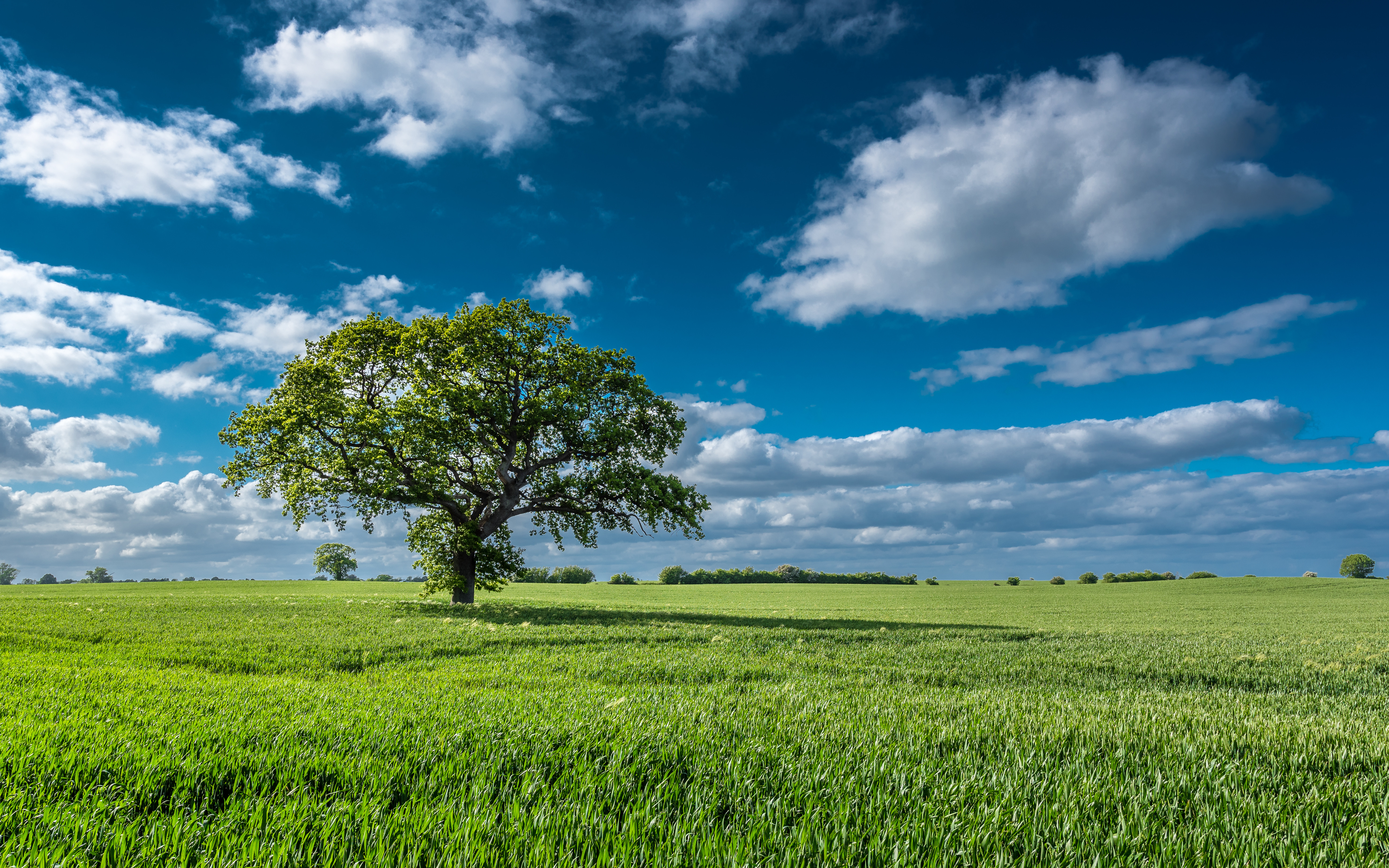 Фото бесплатно поле, зеленое поле, одинокое дерево