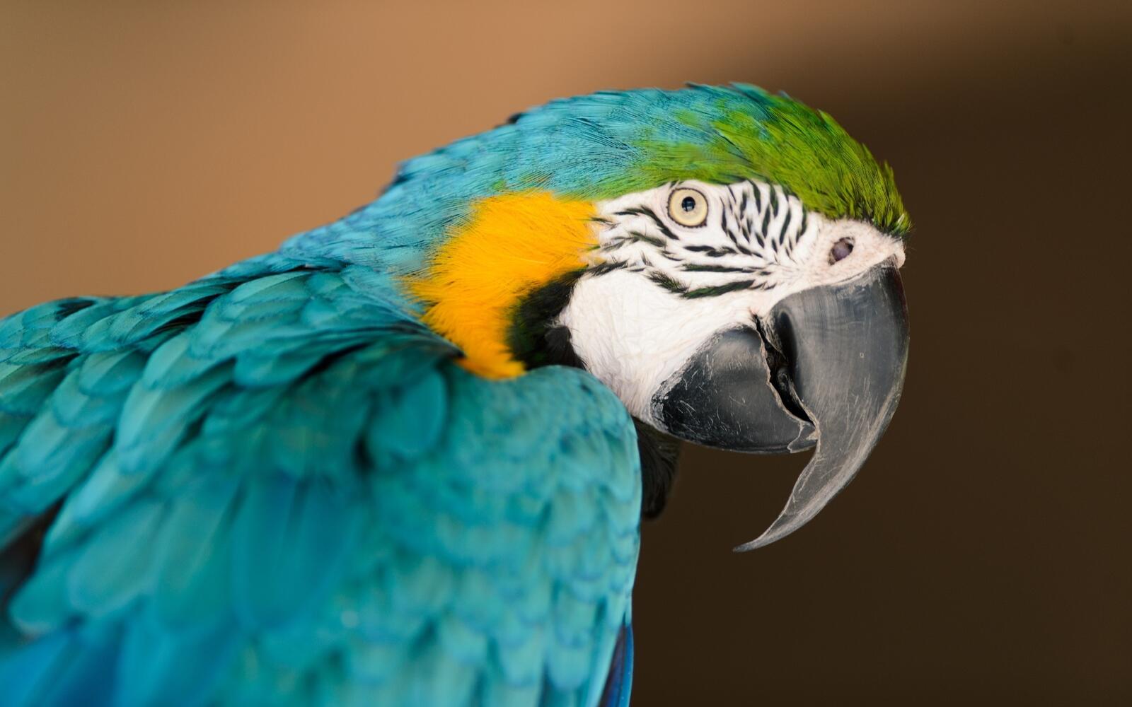 Wallpapers parrot color eyes on the desktop