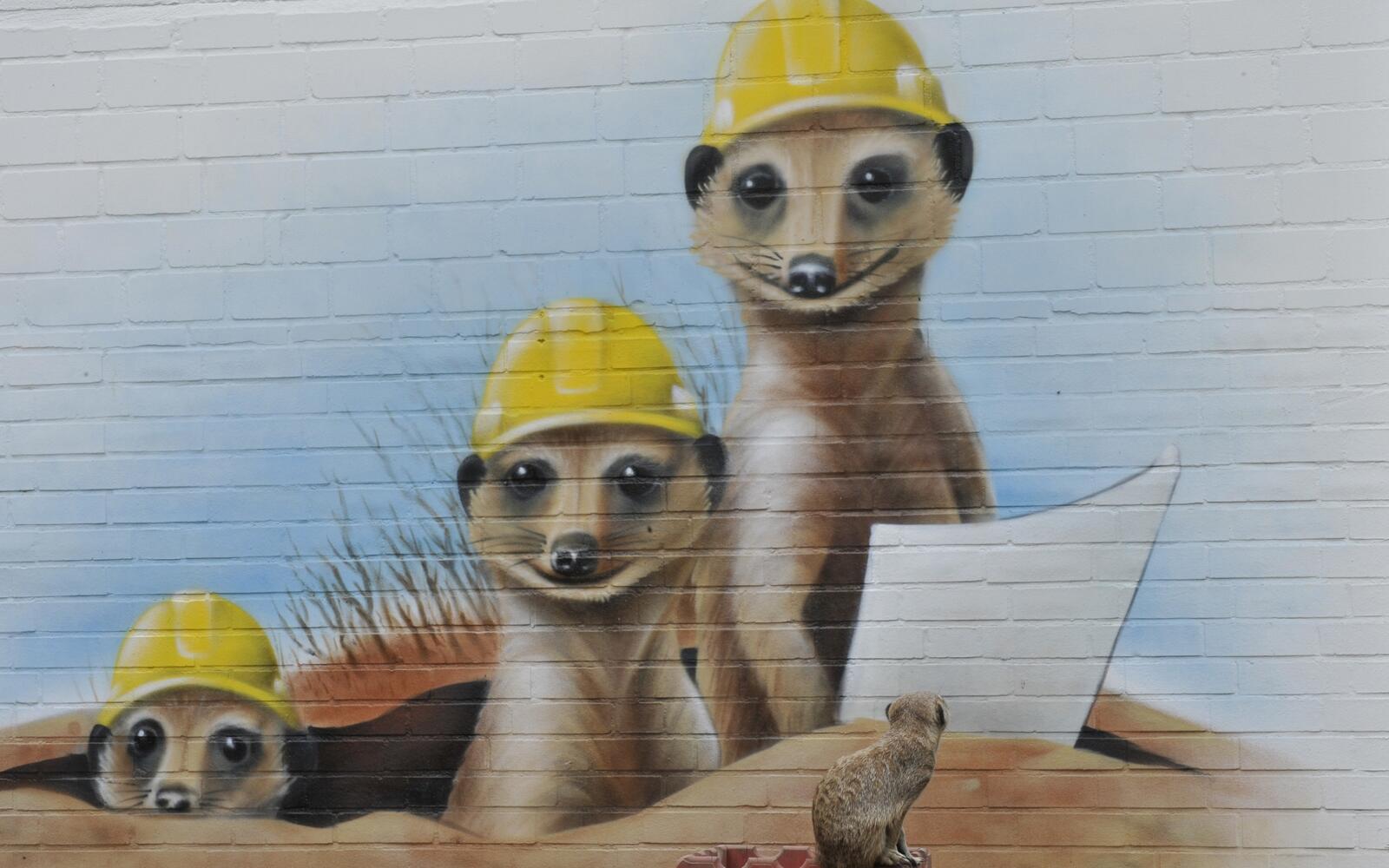 Wallpapers meerkats animals helmet on the desktop