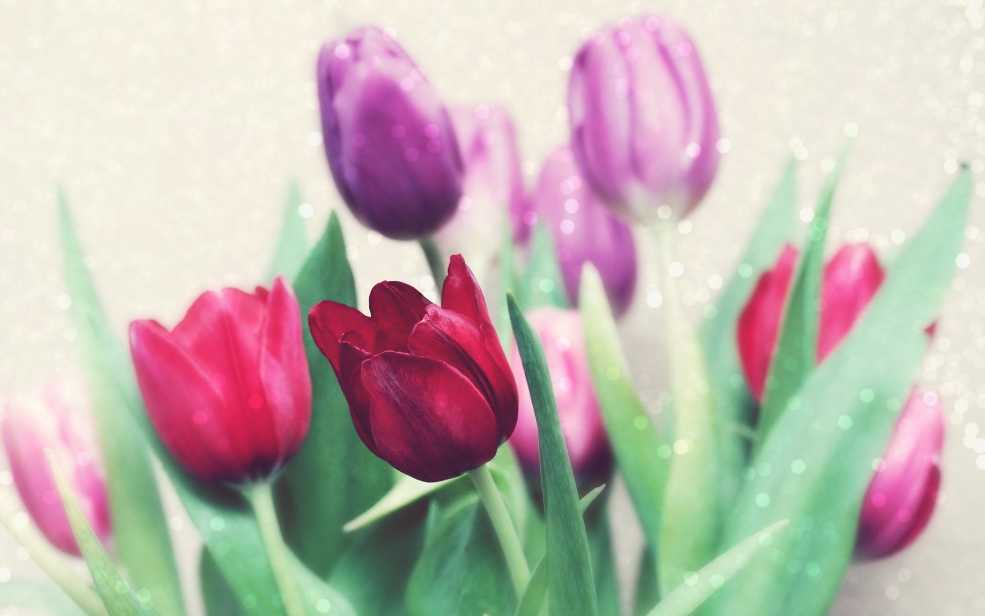 Wallpapers tulips bud petals on the desktop