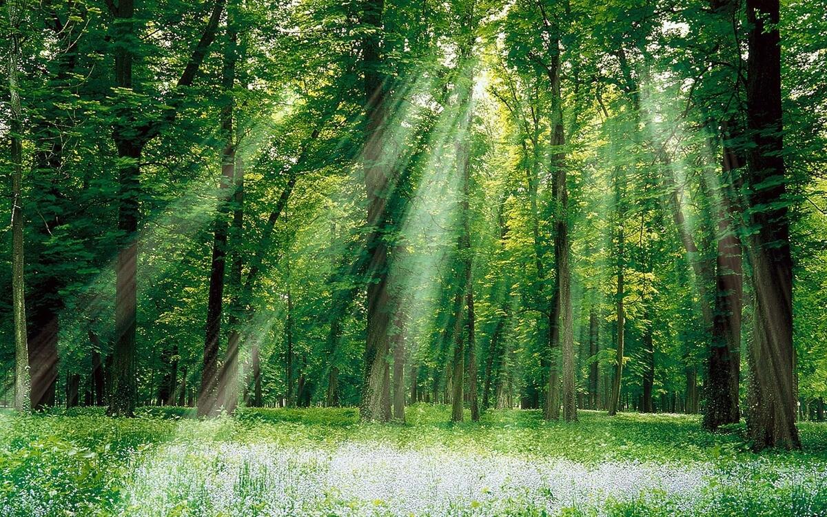 Летние солнечные лучи в зеленом лесу