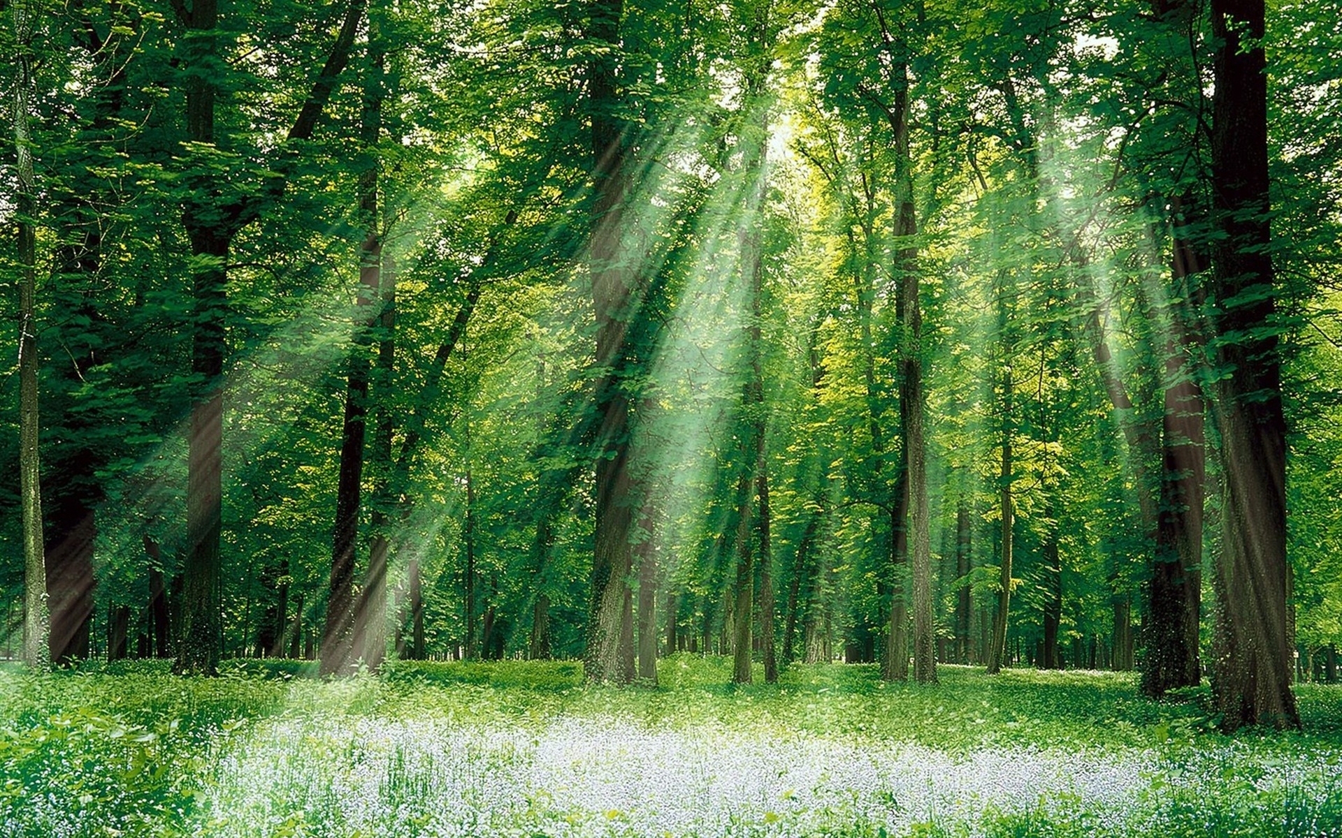 Бесплатное фото Летние солнечные лучи в зеленом лесу