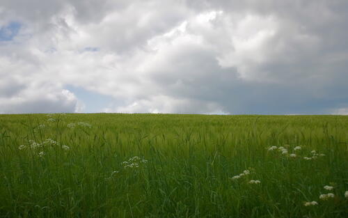Большое поле с зеленой травой