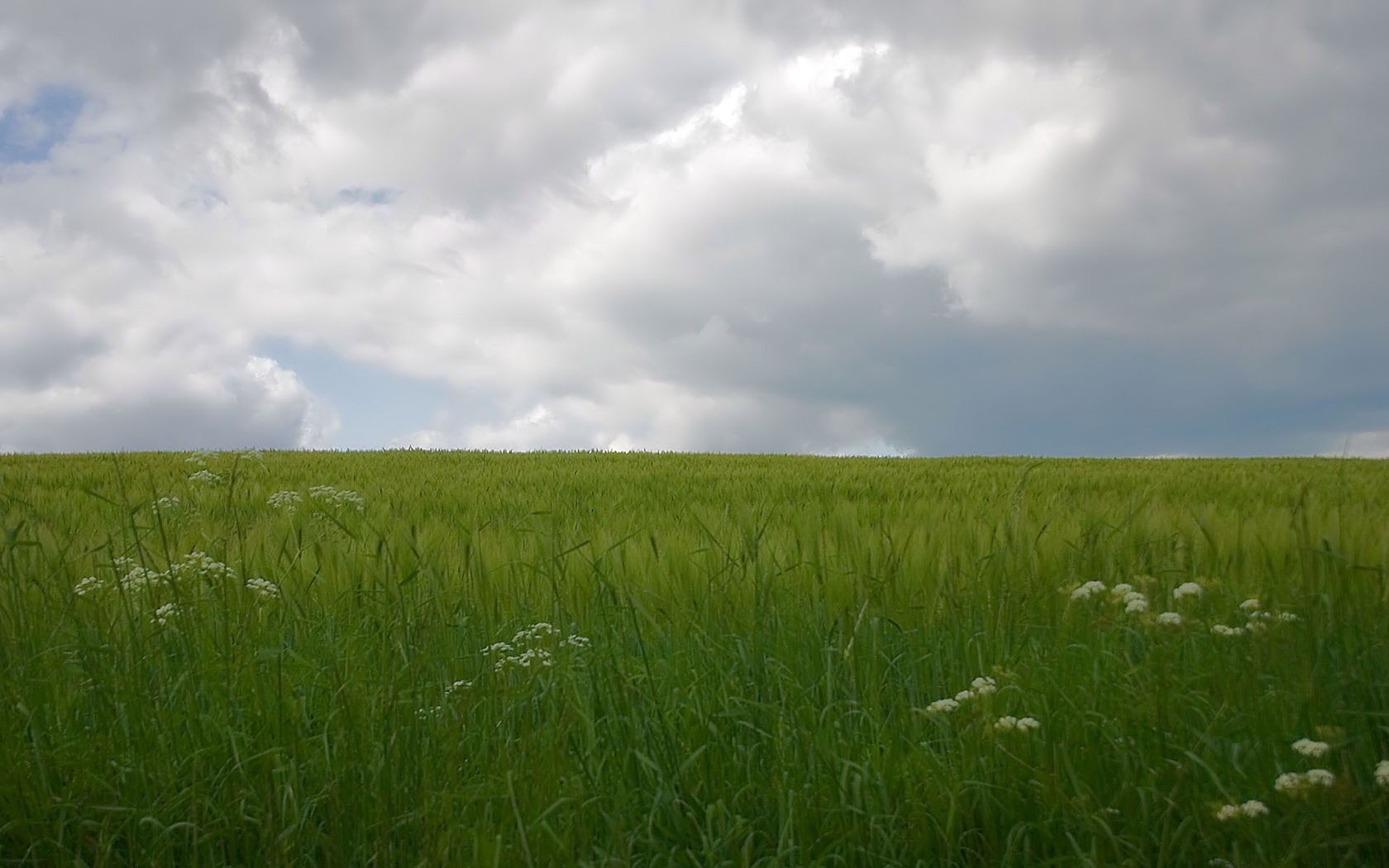 Бесплатное фото Большое поле с зеленой травой