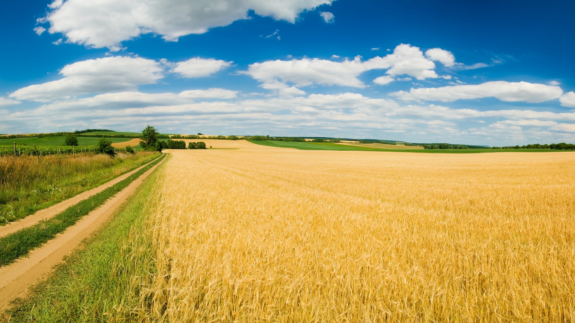 природа поле комбайн пшеница бесплатно
