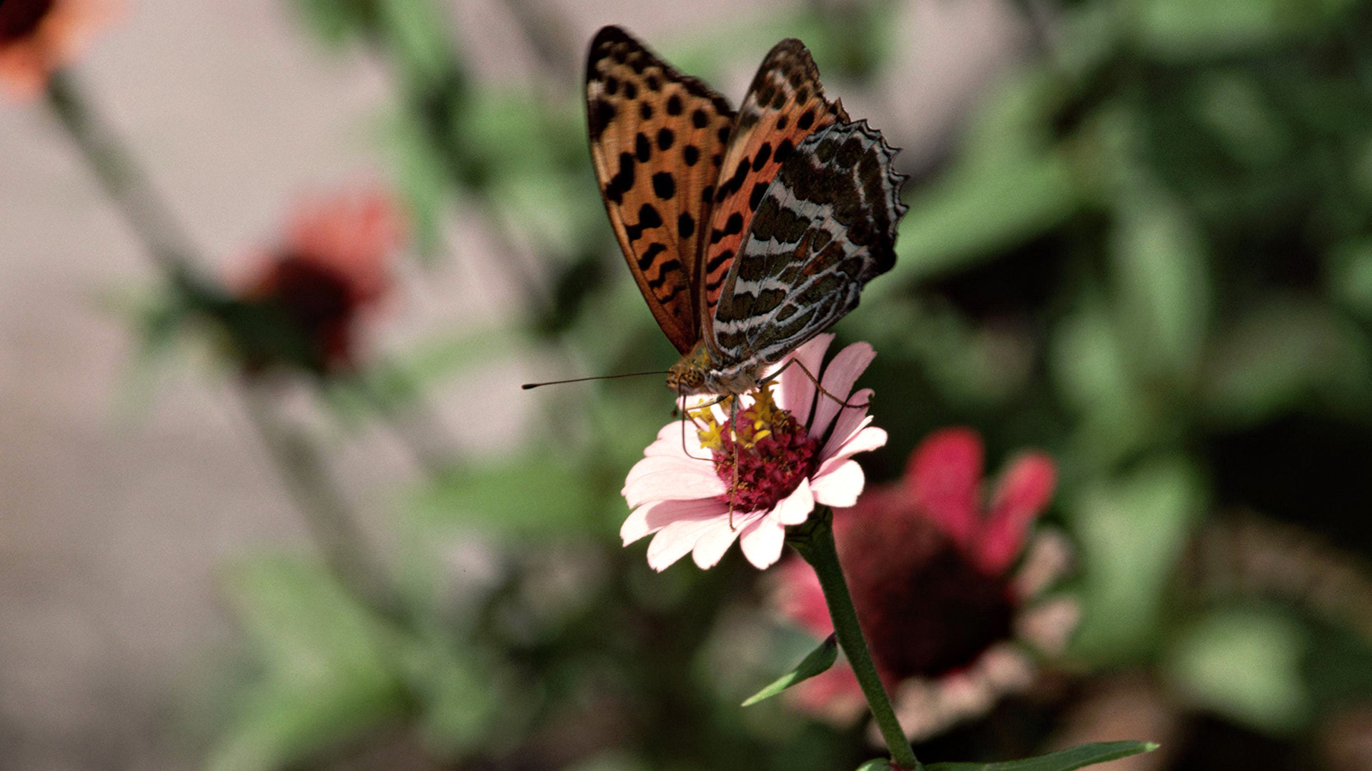 Фото бесплатно бабочка, цветок, крылья
