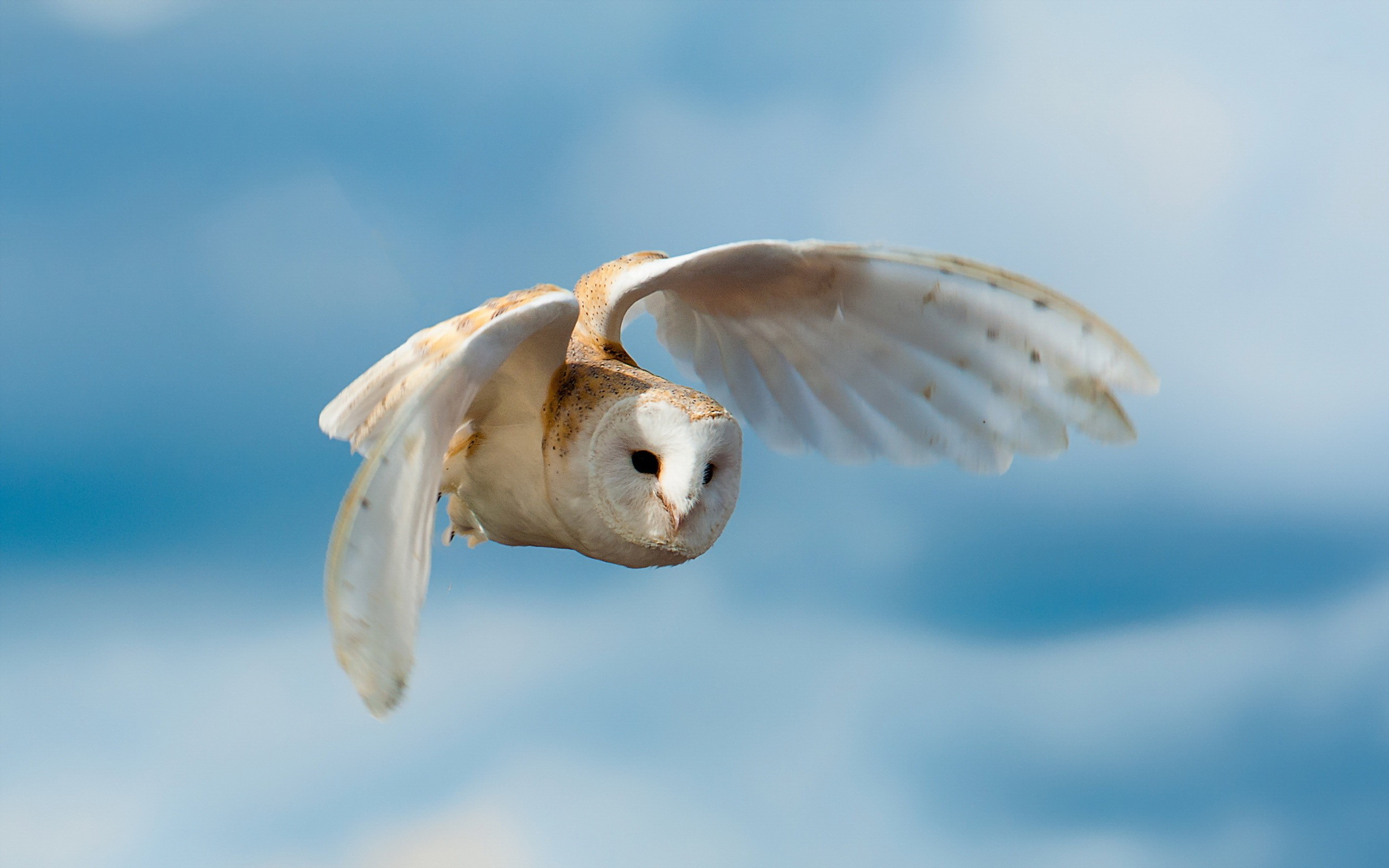 Wallpapers white owl flight on the desktop