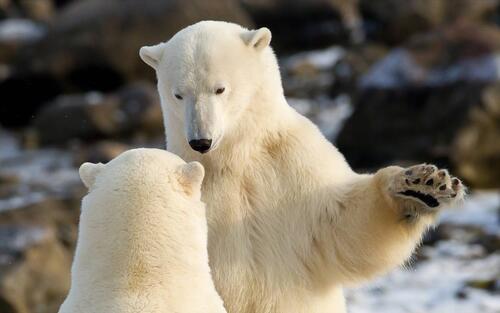 белые медведи схватка Арктика